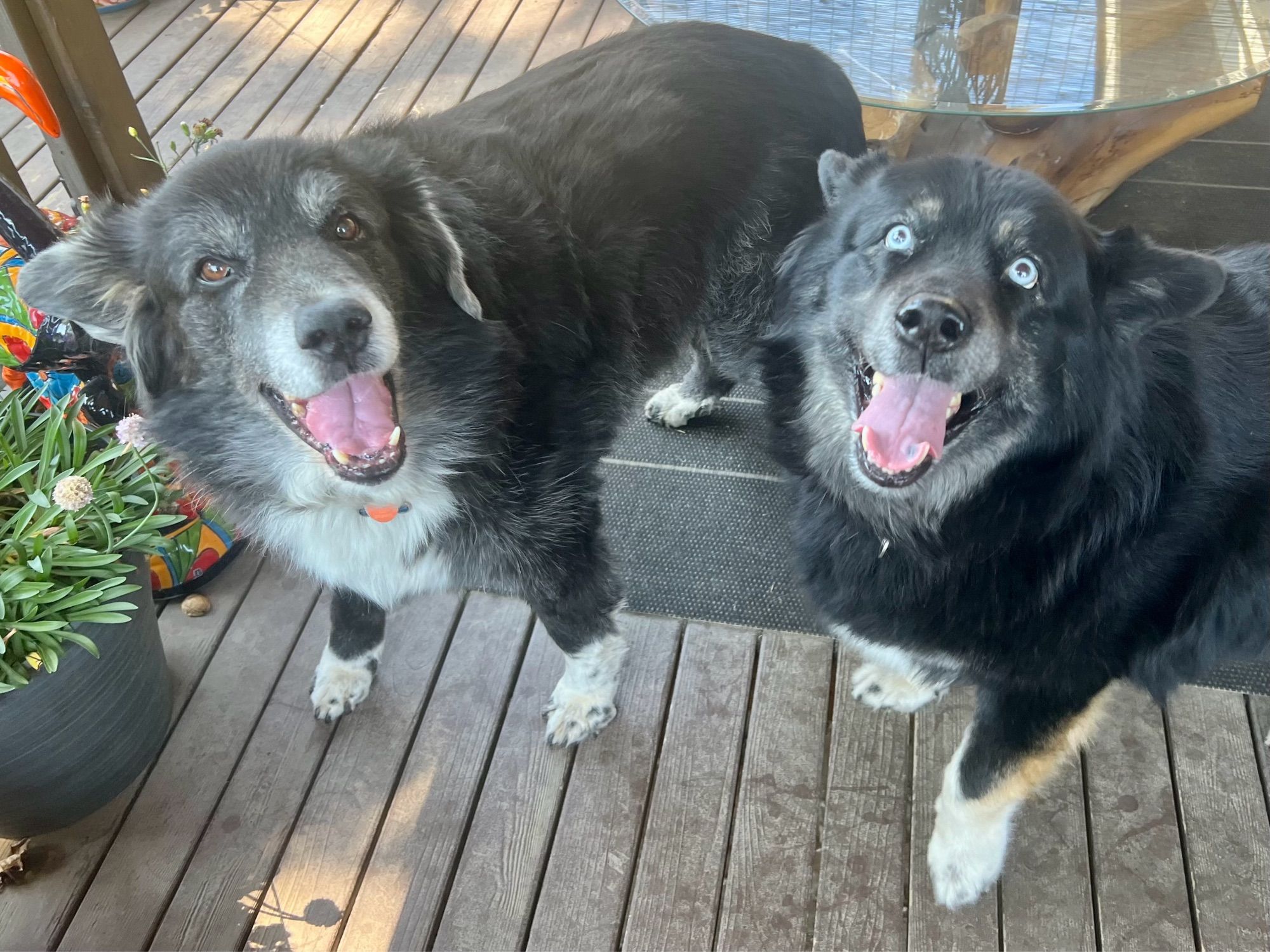 Two fluffy, happy black and white dogs on a sunny deck