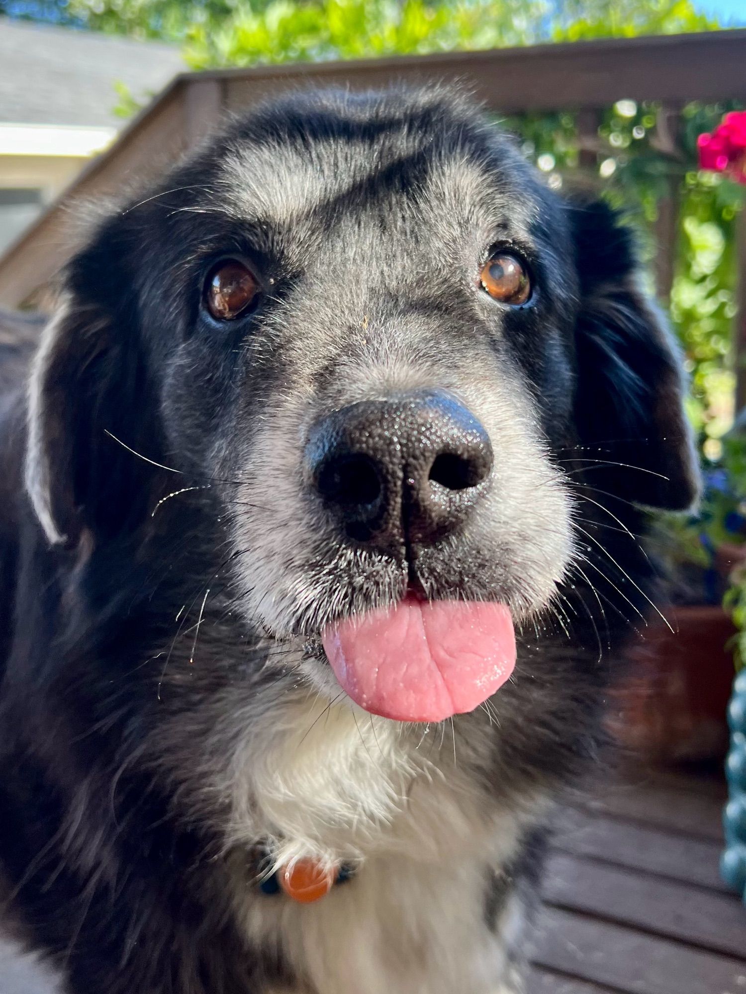 Handsome senior dog. He is large, fluffy, and black and white - with a silver snoot - and his tongue is sticking out.