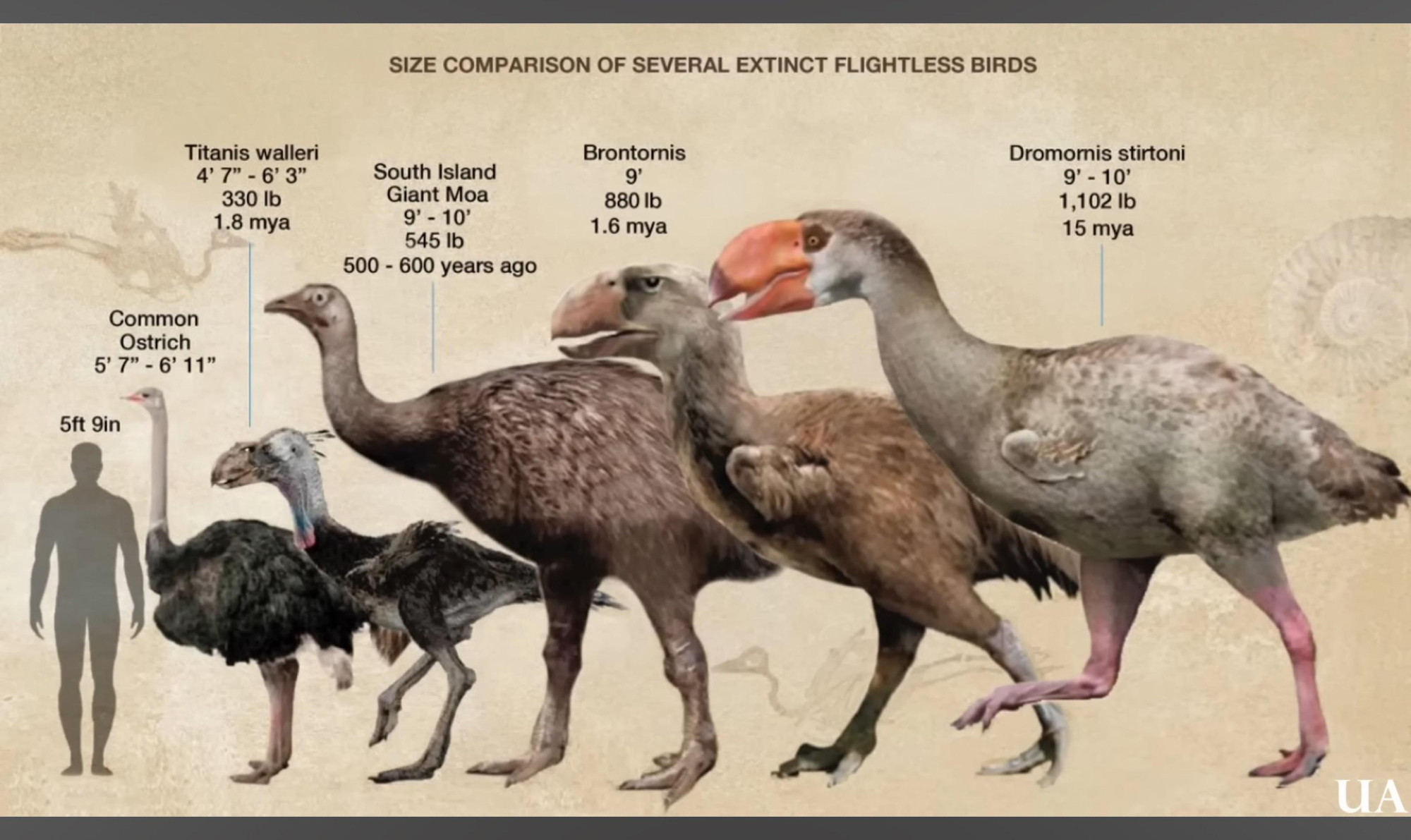 Illustration comparing size of human silhouette with large birds: Ostrich, Titanis walleri, giant moa, Brontornis, and Dromornis.  Brontornis was an 800 lb predator; Wikipedia says the 1000 lb Dromornis was probably a vegetarian.  Both have Tyrannosaur-like profiles and greatly reduced wings