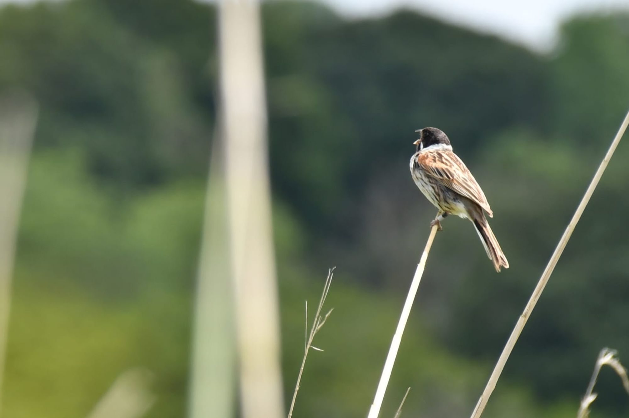 A Reed Bunting (a small brown-striped bird, with a white collar and black head) sits atop a single reed, singing for all he's worth.