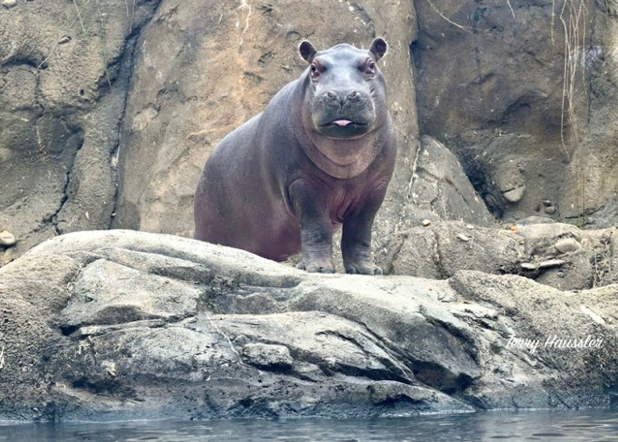 Fritz the hippo in his enclosure. He’s staring straight at the camera with his tongue out. 