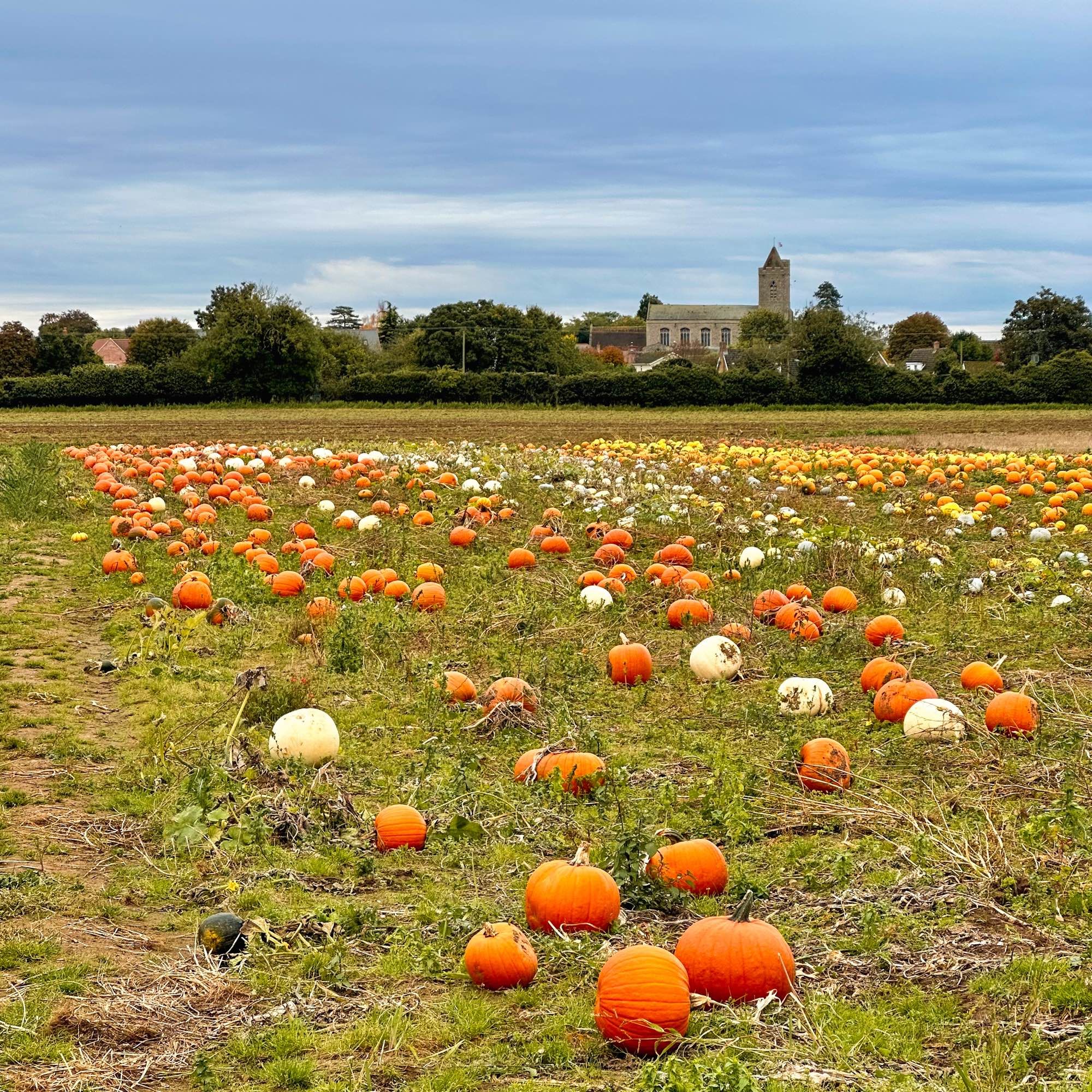 Photo of a field full of orange, white and yellow pumpkins. A church is visible on the horizon behind the treeline. The skies are grey and cloudy