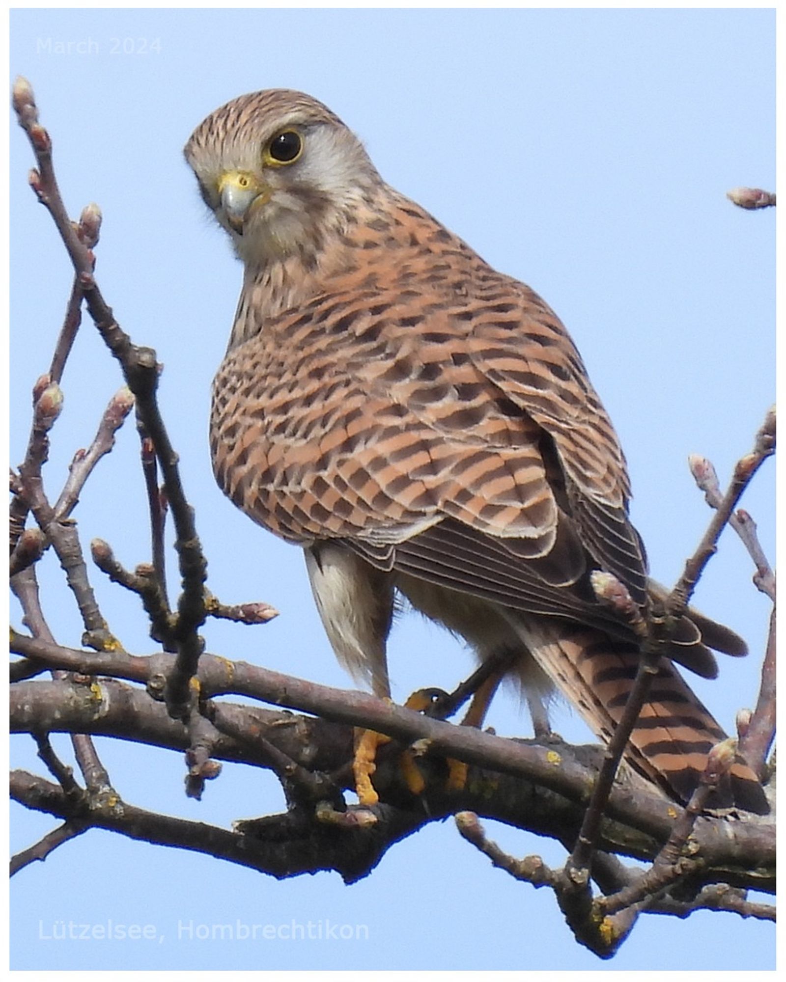 Common Kestrel
Falco tinnunculus
Turmfalke