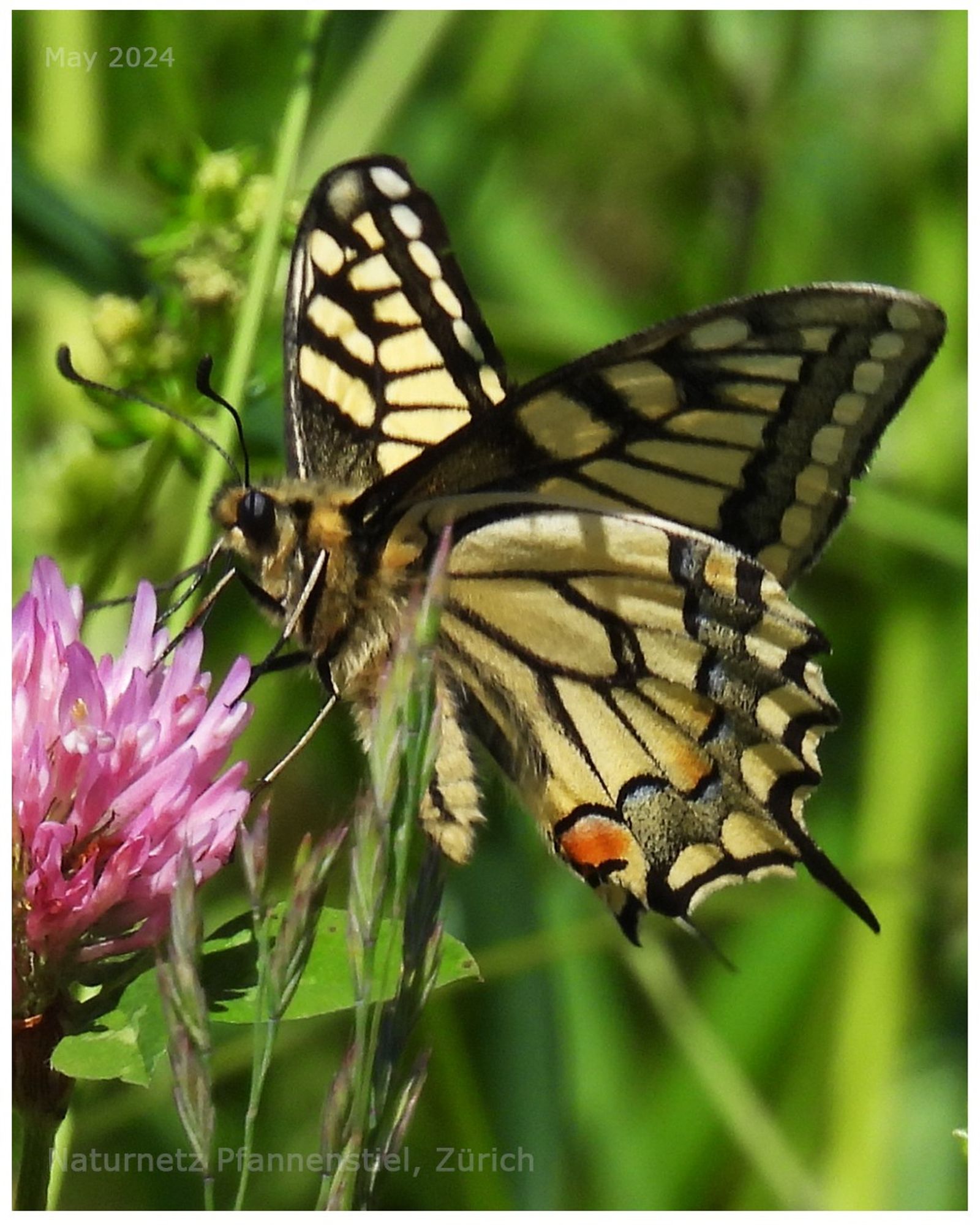 Amazing Nature
Swallow tail
Schwalbenschwanz
Butterfly
WildLife Nature
NaturePhoto NaturePhotography

Zürcher Wanderwege Panoramaweg Pfannenstiel 
Nikon Coolpix P950