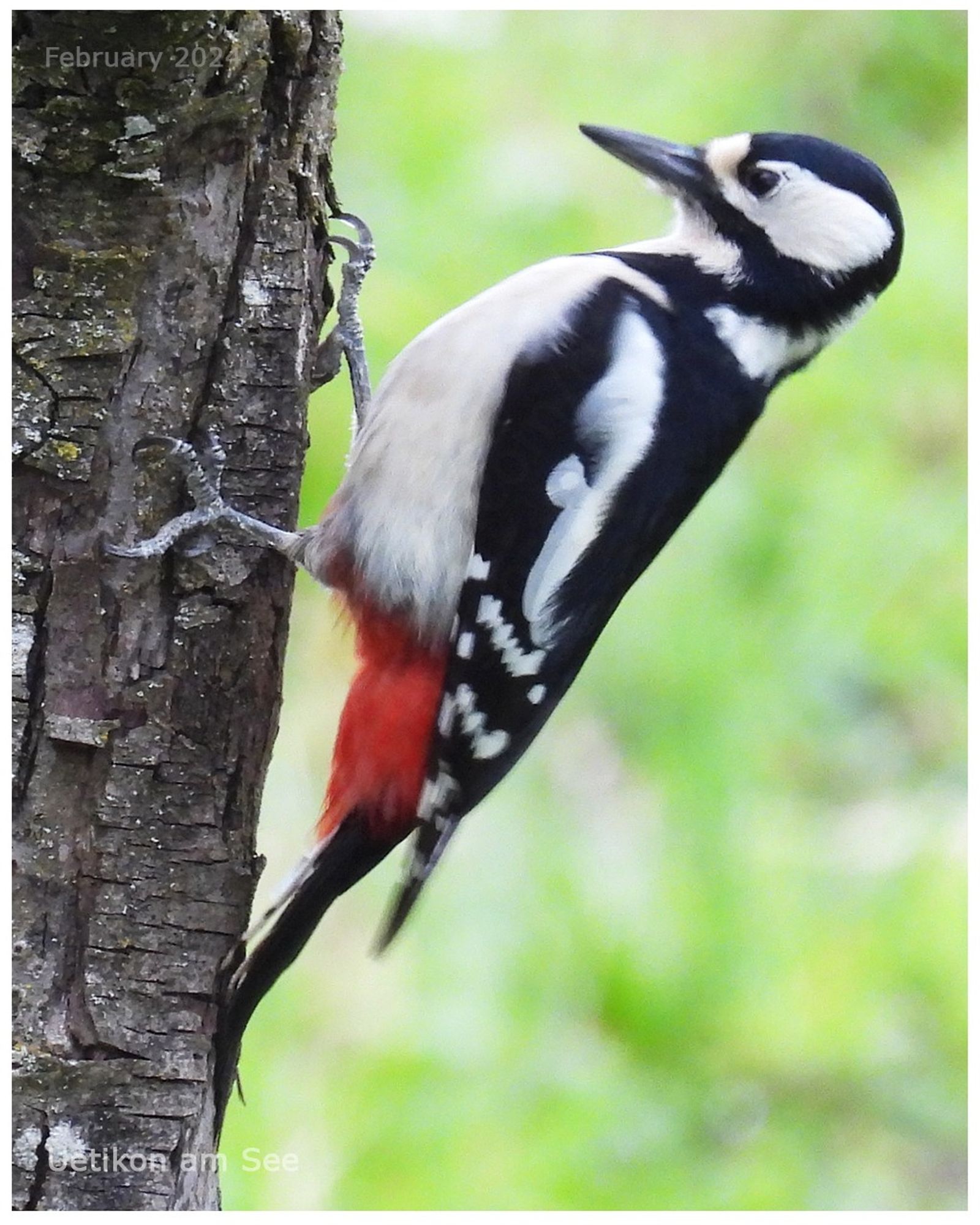 A majestic woodpecker perched on a tree, its vibrant red crest catching the sunlight

The Great Spotted Woodpecker already draws attention to its presence on warm days in February by short and powerful drumming.

Der Buntspecht macht bereits an warmen Februartagen mit kurzen, kräftigen Trommelwirbeln auf sich aufmerksam.