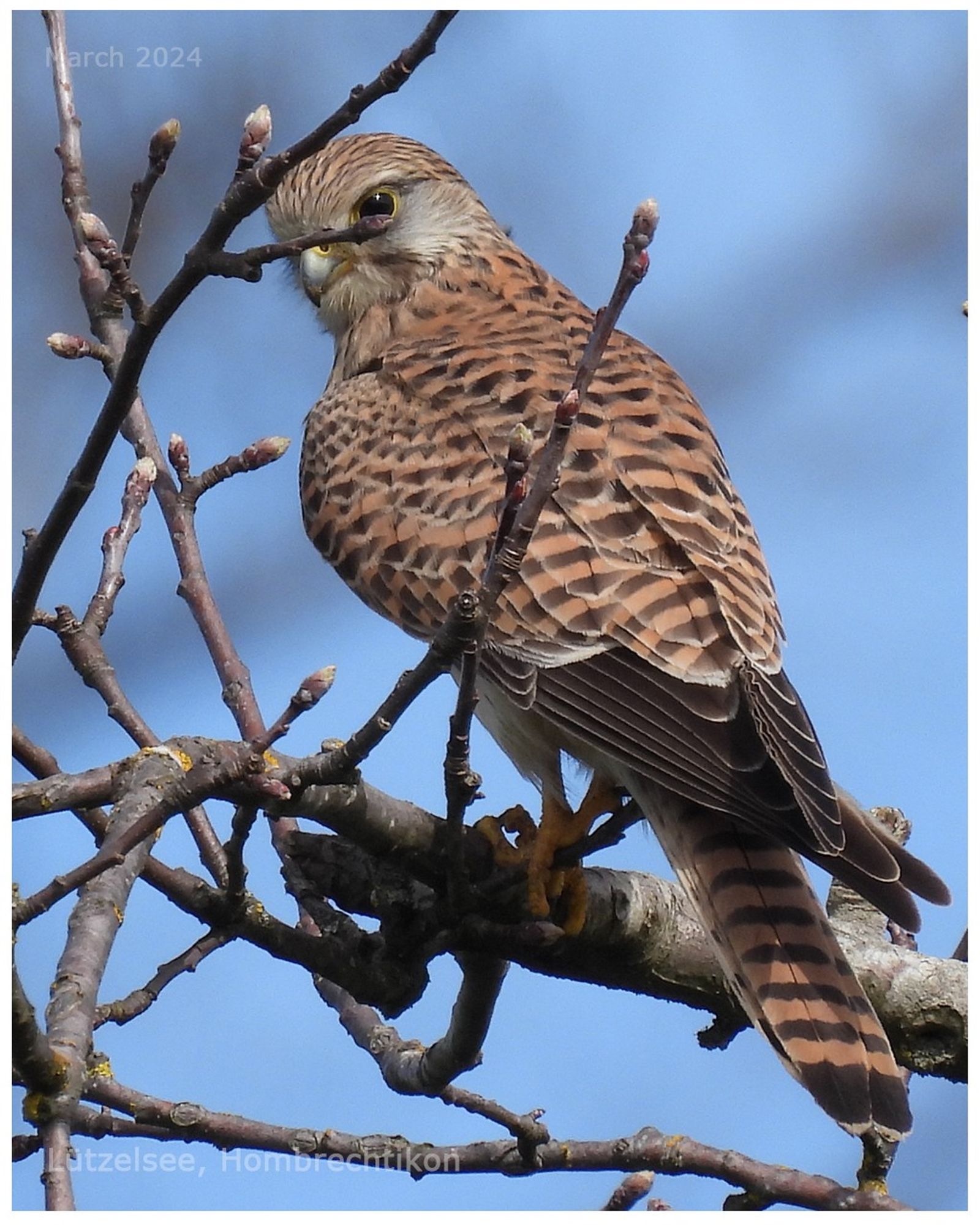 The Common Kestrel is especially known for its hunting techniques: It suddenly turns in flight to face the wind where, thanks to its hovering flight and fanned tail, it can remain in the same position for an astonishingly long time on the lookout for small mammals.