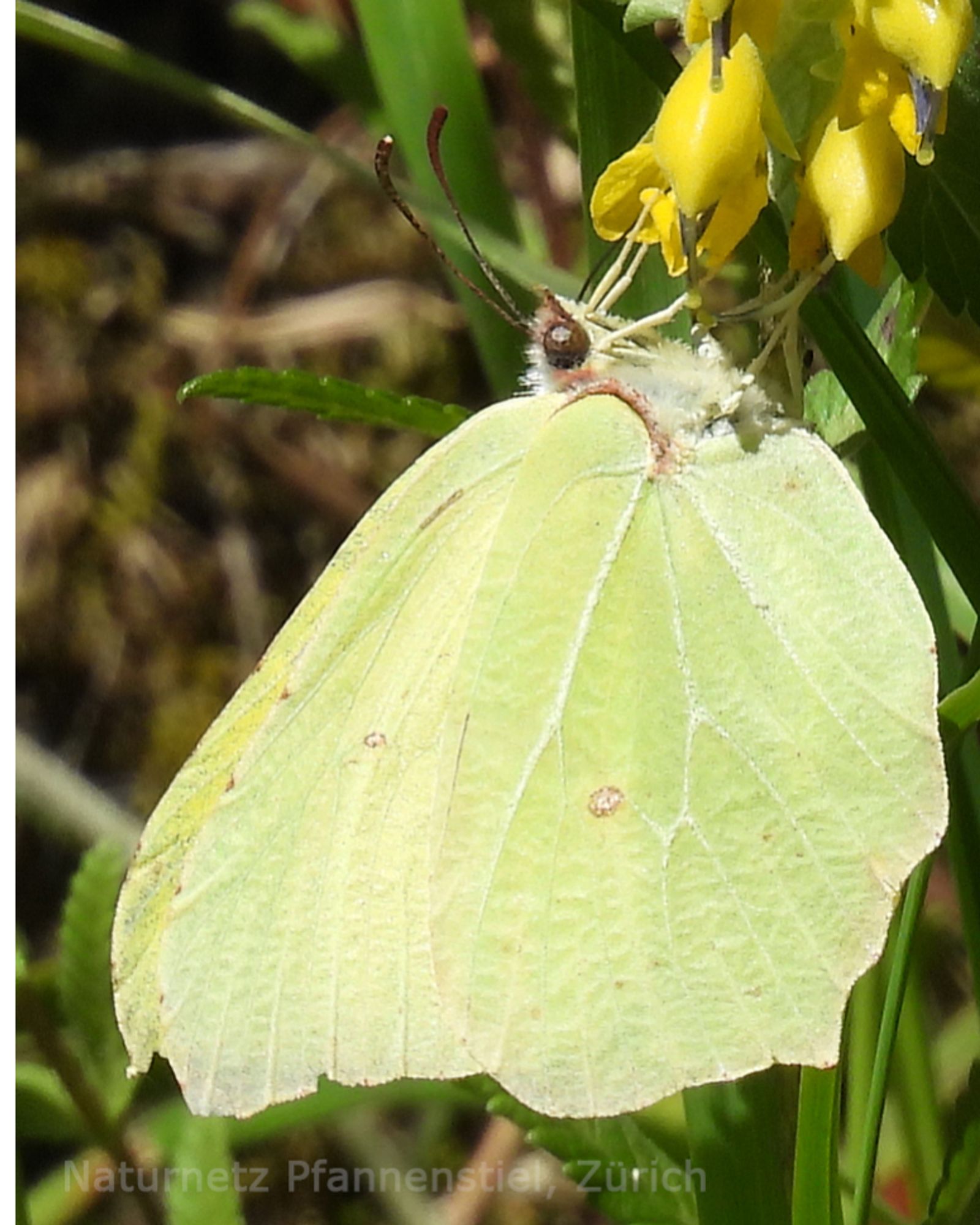 Der Zitronenfalter (Gonepteryx rhamni) ist ein Schmetterling aus der Familie der Weisslinge. 

Das Artepitheton leitet sich von Kreuzdorn ab, einer Pflanzengattung, deren Blätter den Raupen als Nahrung dienen.