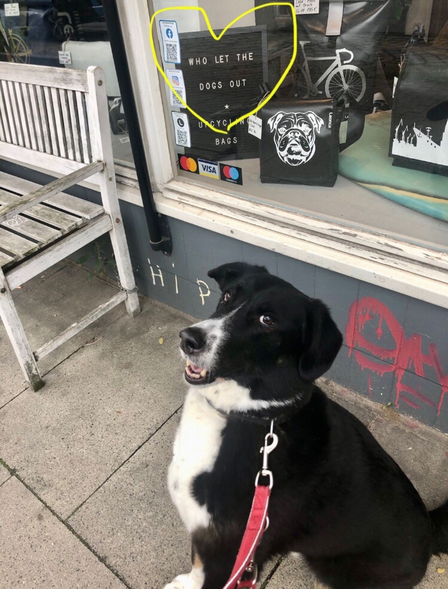 Ein schwarz-weißer Hund sitzt vor einem Schild auf dem steht who lebt the Dogs out