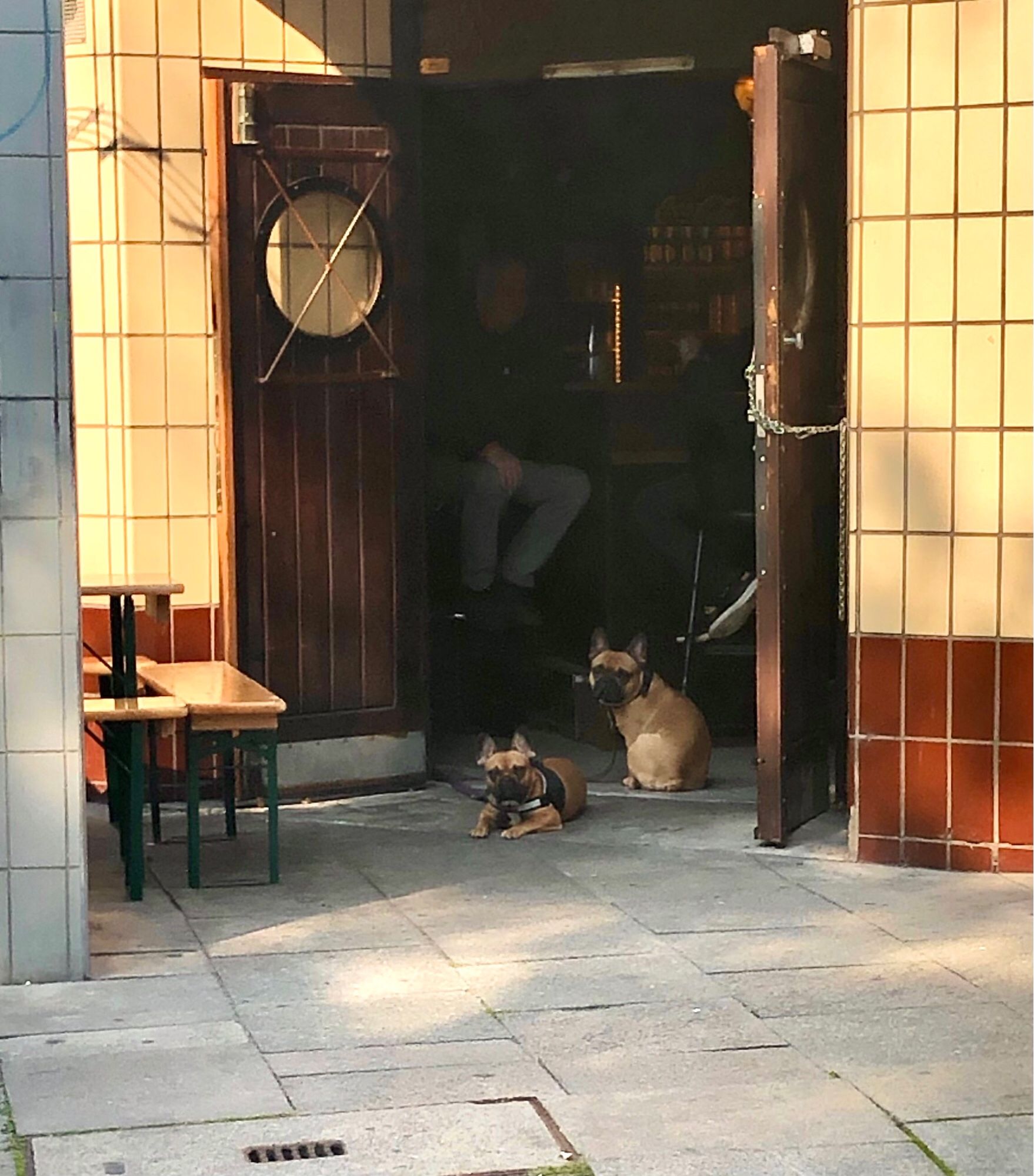 Zwei Hunde vor einer Kneipe