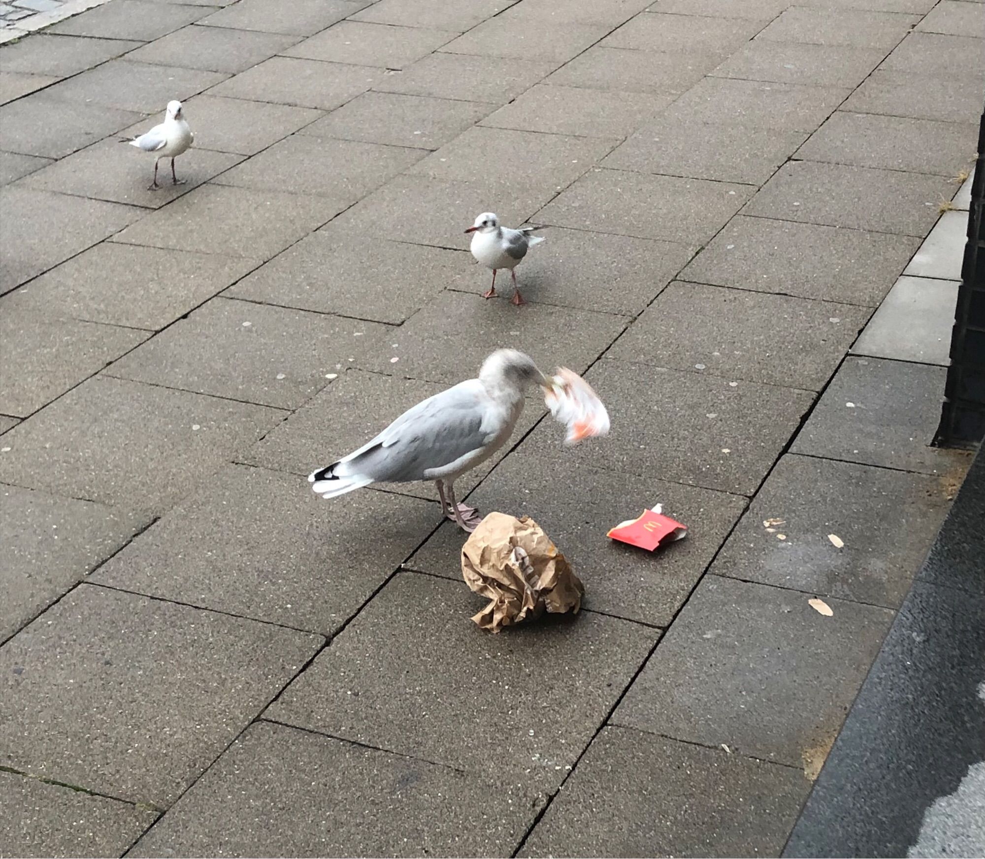 Eine Möwe isst die Reste aus McDonald’s Verpackungen