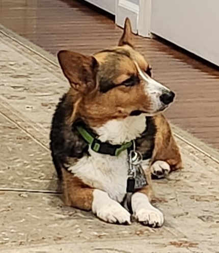 A brown white and black corgi dog on a kitchen rug looking irritated. 