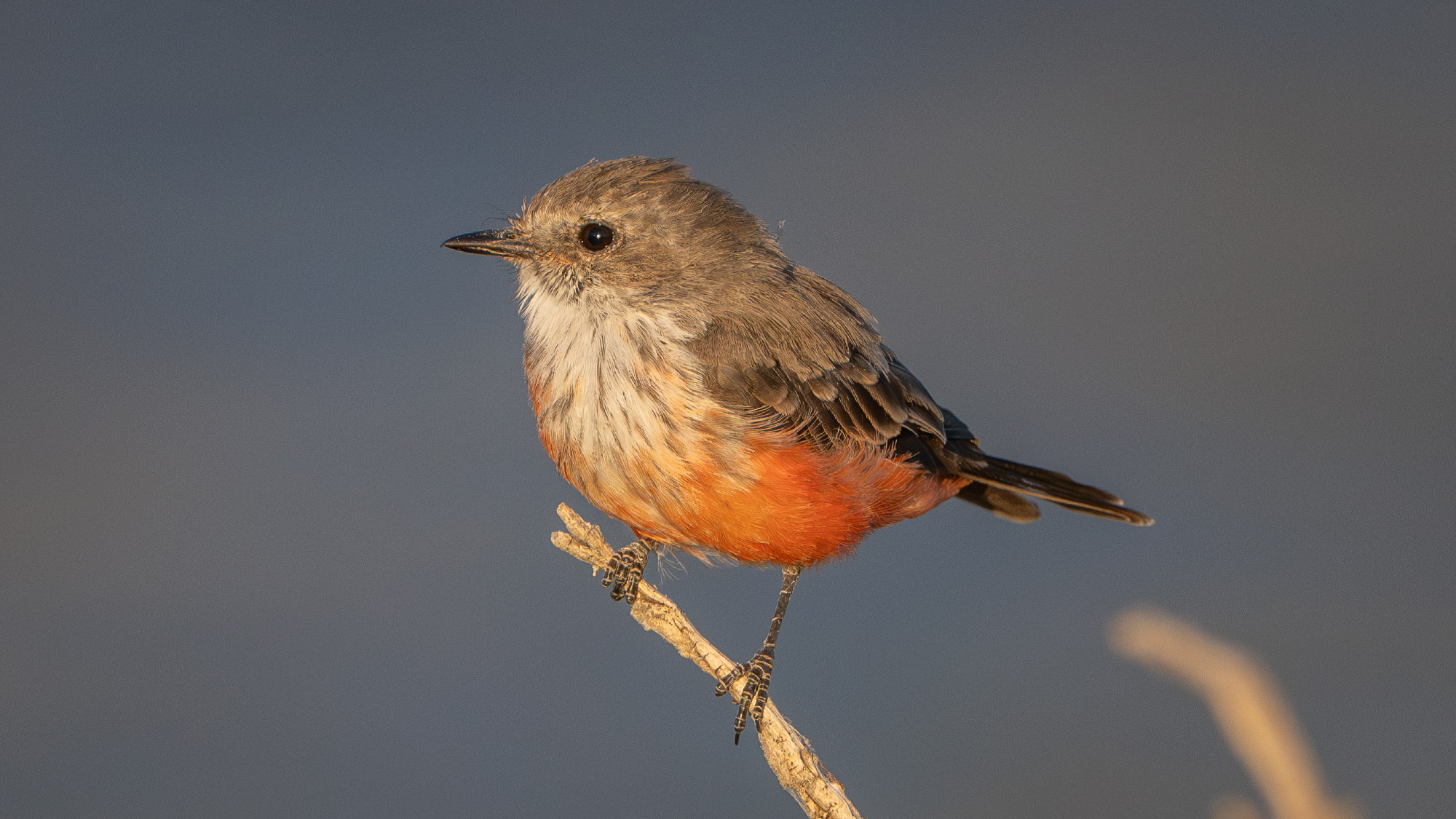 Female vermilion flycatcher perched on a branch