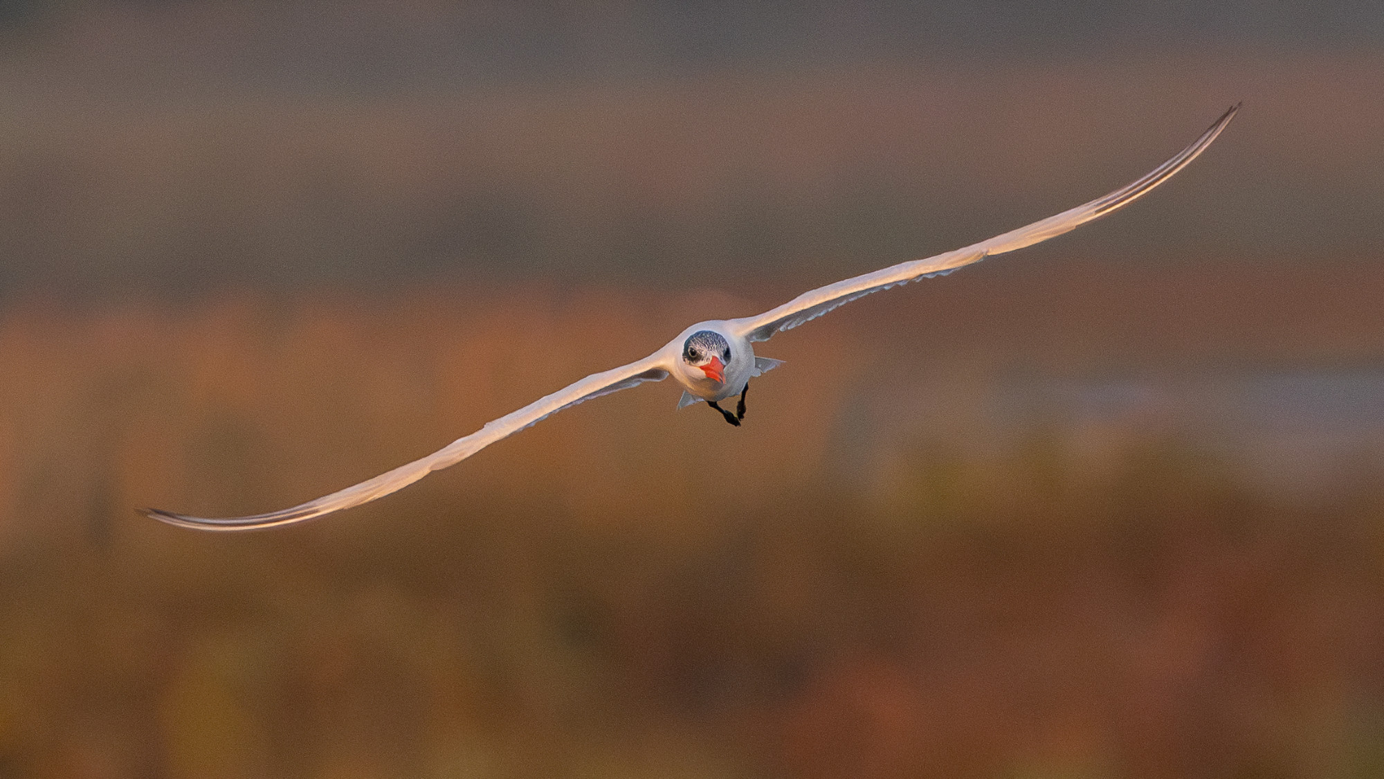 Caspian tern in flight