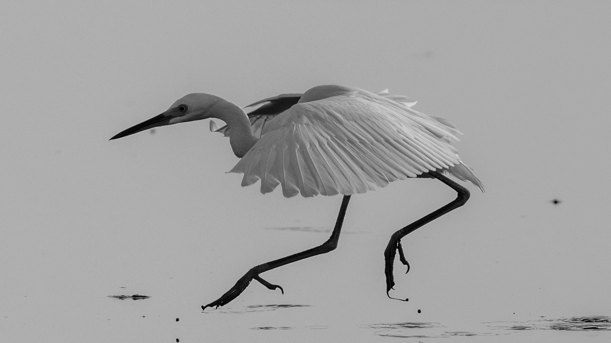 Snowy egret jumping