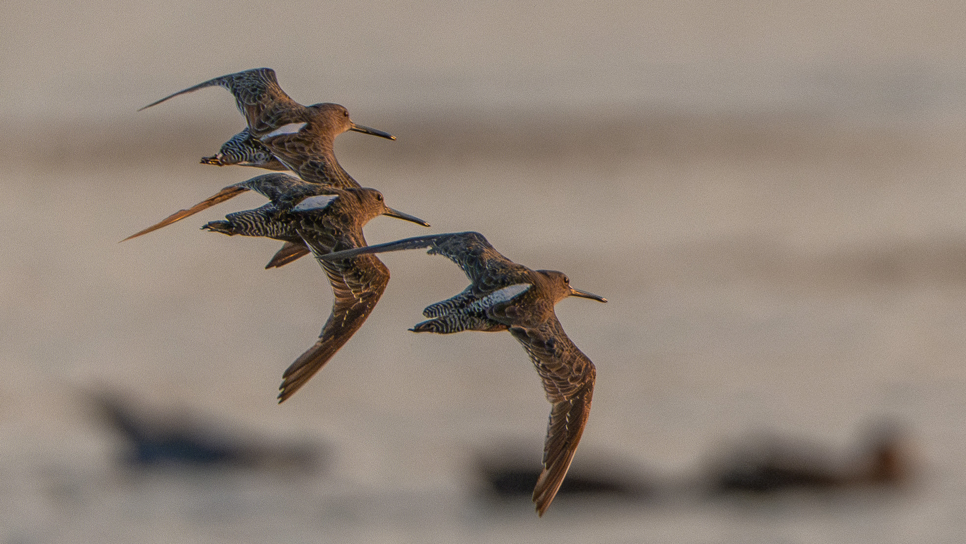 Dowitchers in flight