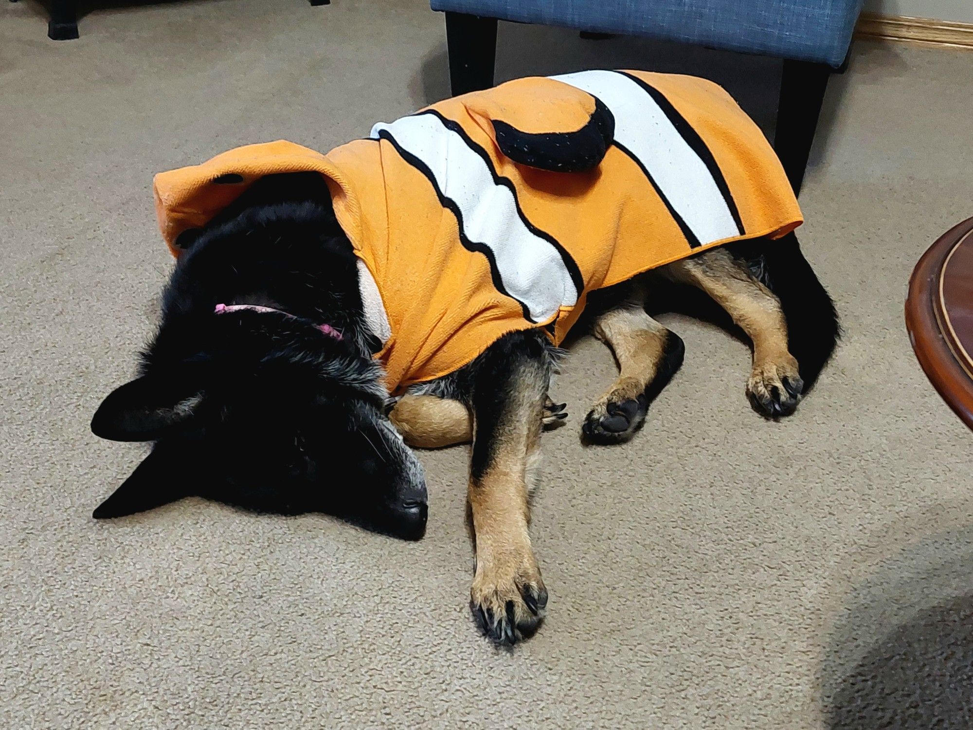 Black German Shepherd sleeping wearing Nemo character dog towel costume.