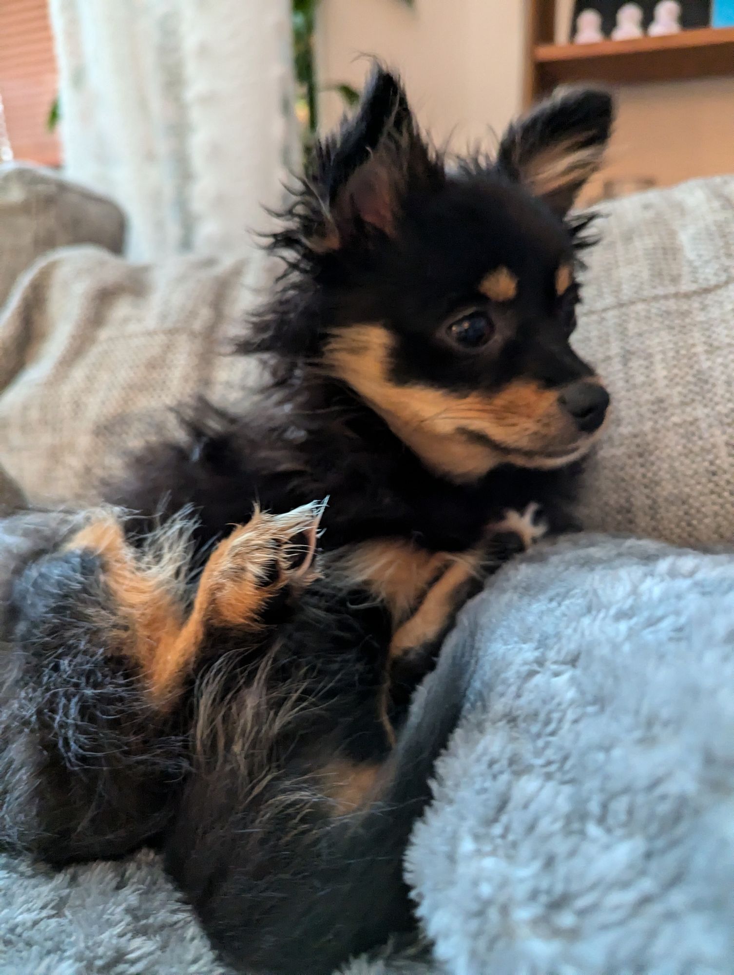 A scruffy, newly awaken black and golden puppy