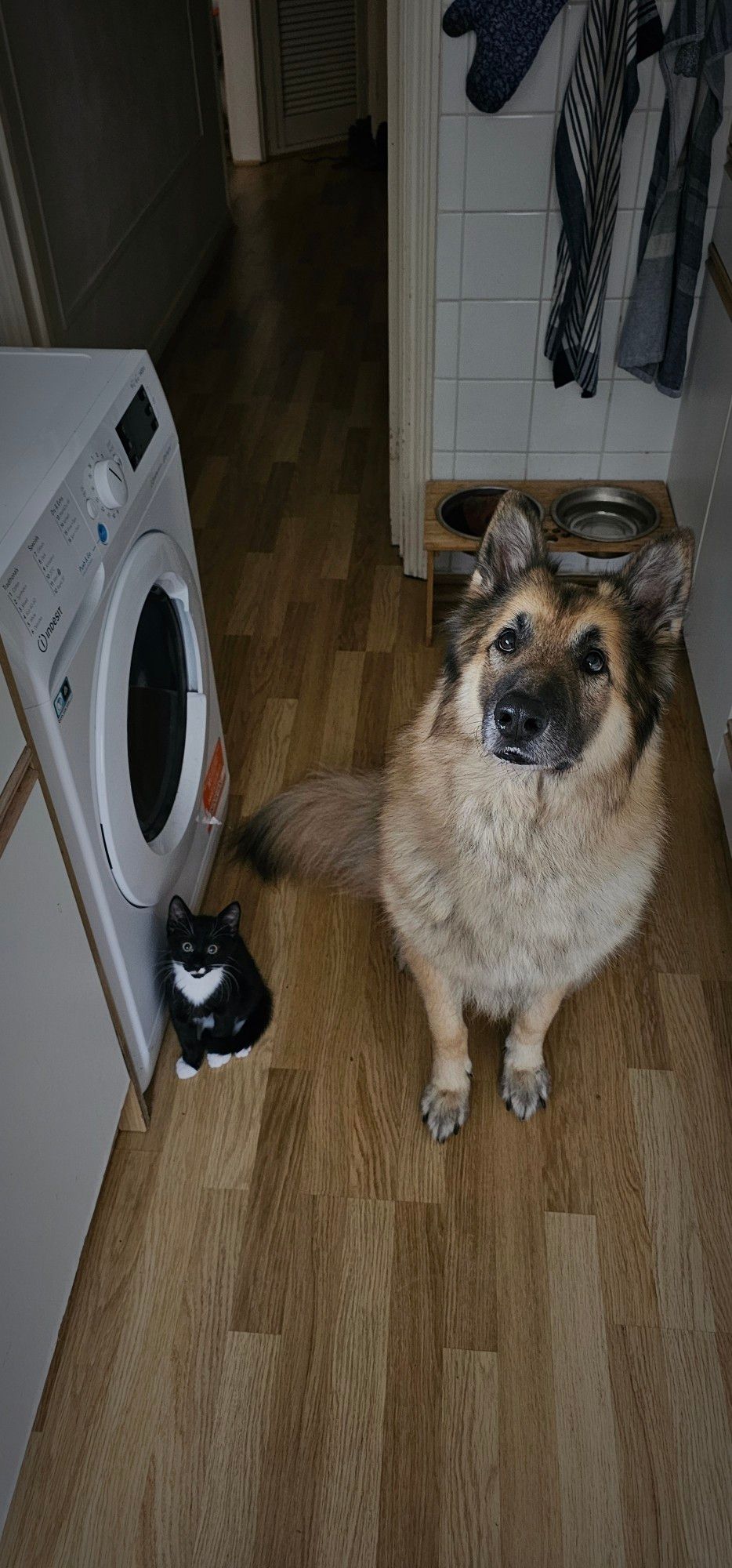 Gros chien et petit chaton au garde-à-vous dans l'espoir que je fasse tomber mon sandwich.