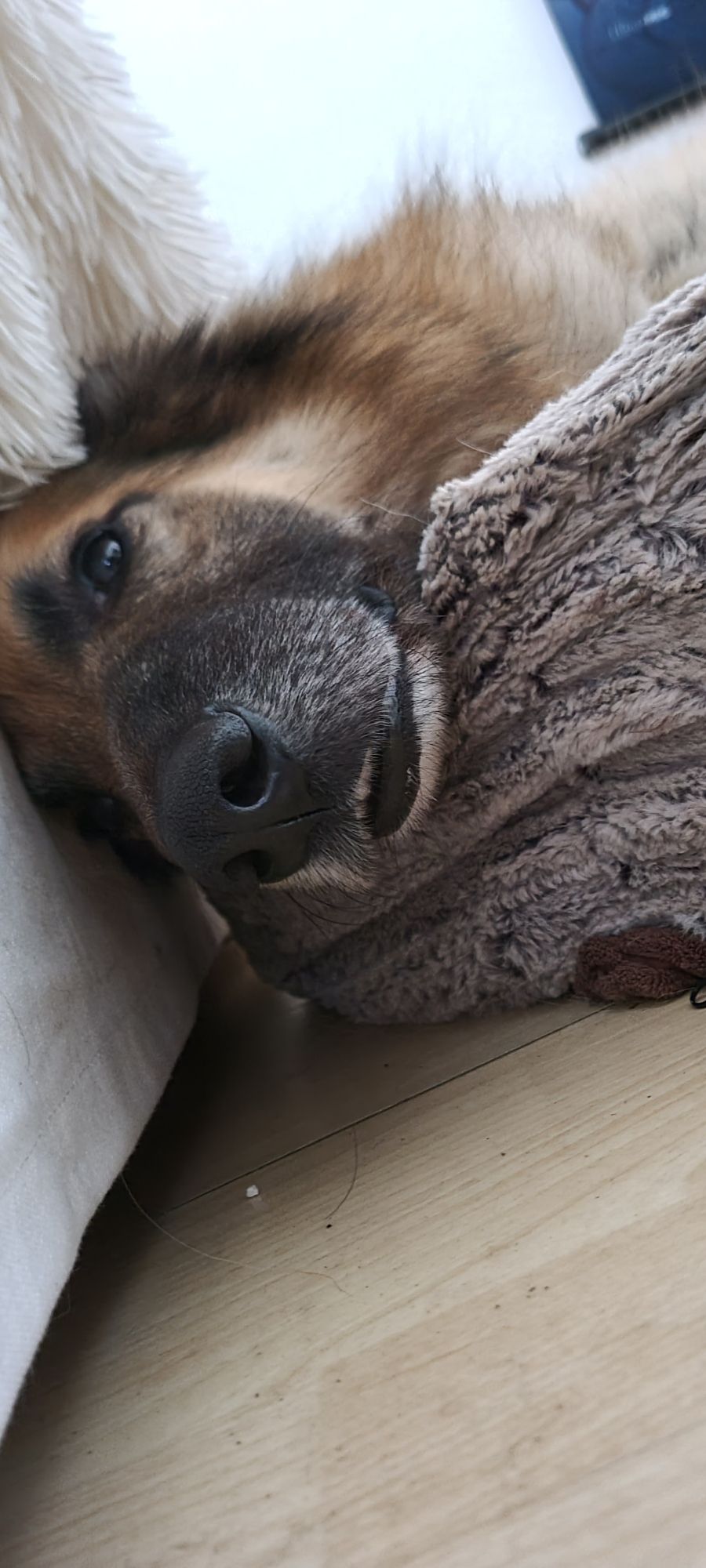 Grosse tête de chien dans son panier