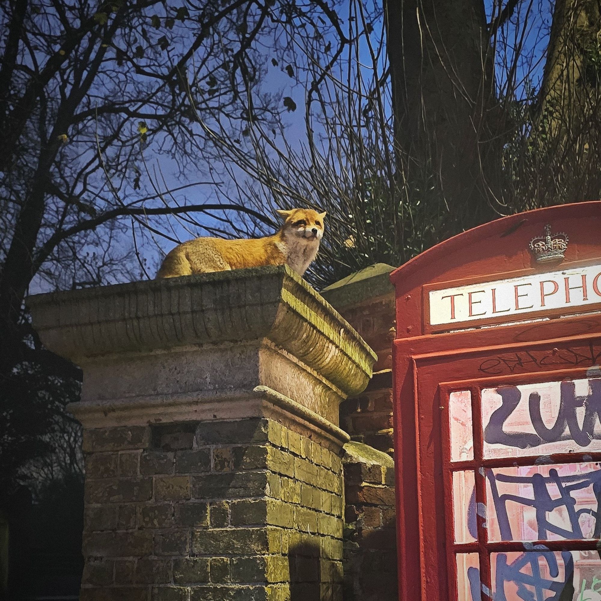 Renard perché sur un pilier à côté d'une cabine téléphonique rouge