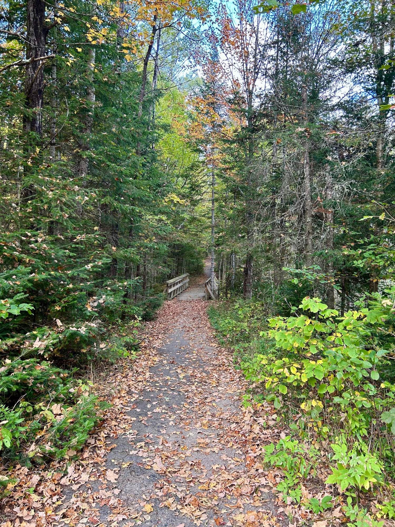 A trail covered with autumn leaves winding toward a wooden footbridge in the forest.