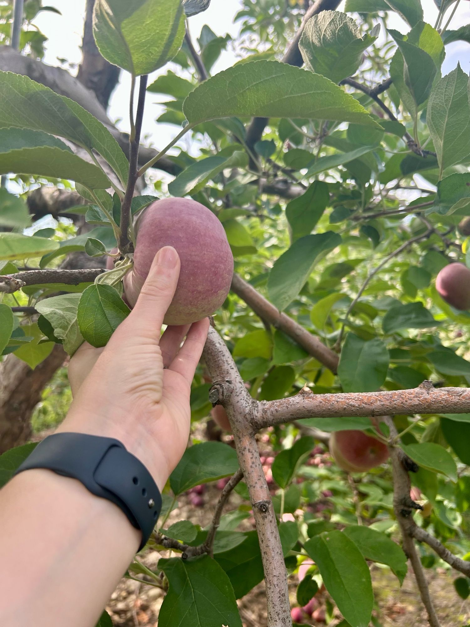 My hand (in a black wristwatch) reaches out to harvest a red McIntosh apple from a tree.