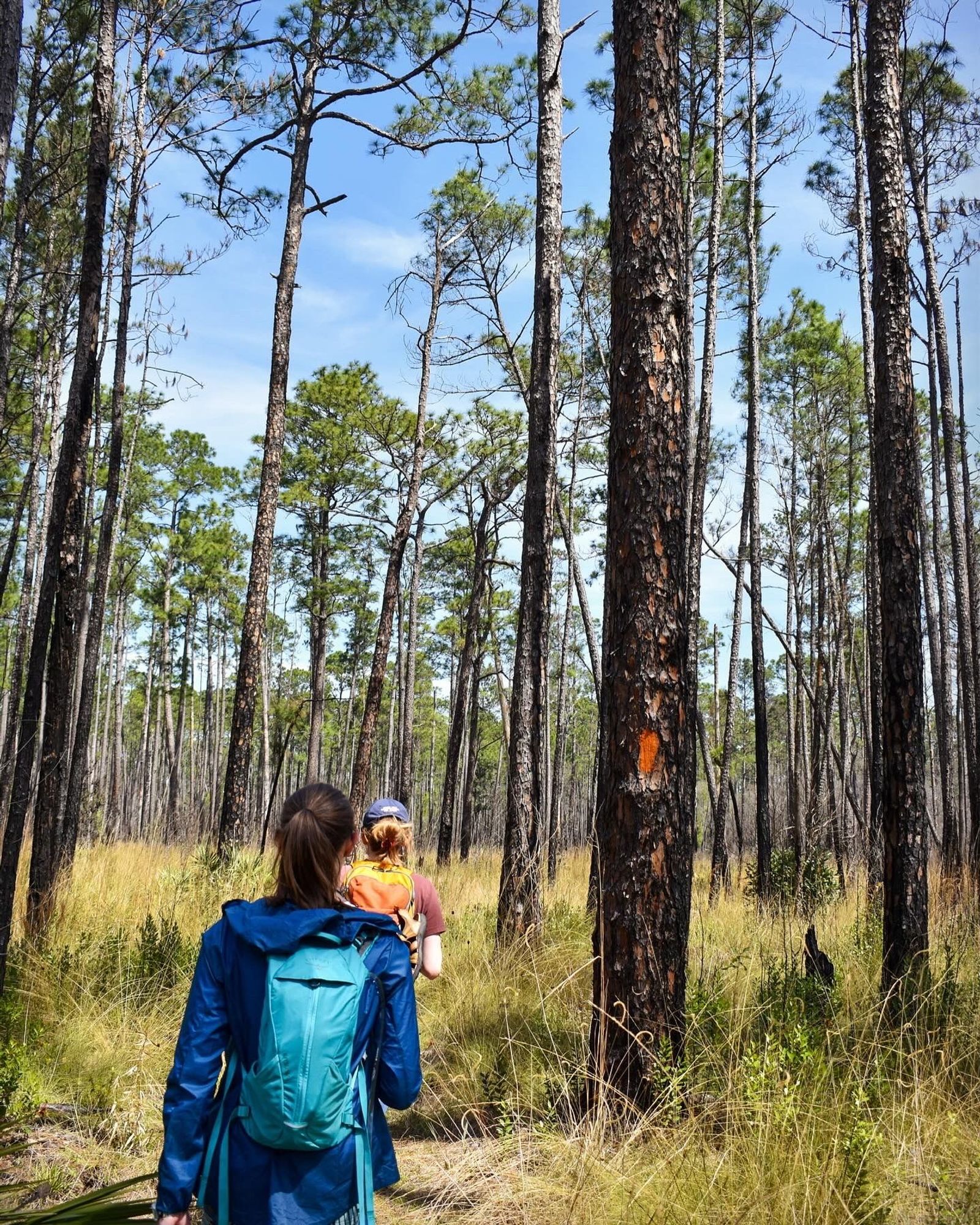 Two women hiking through pine savanna.