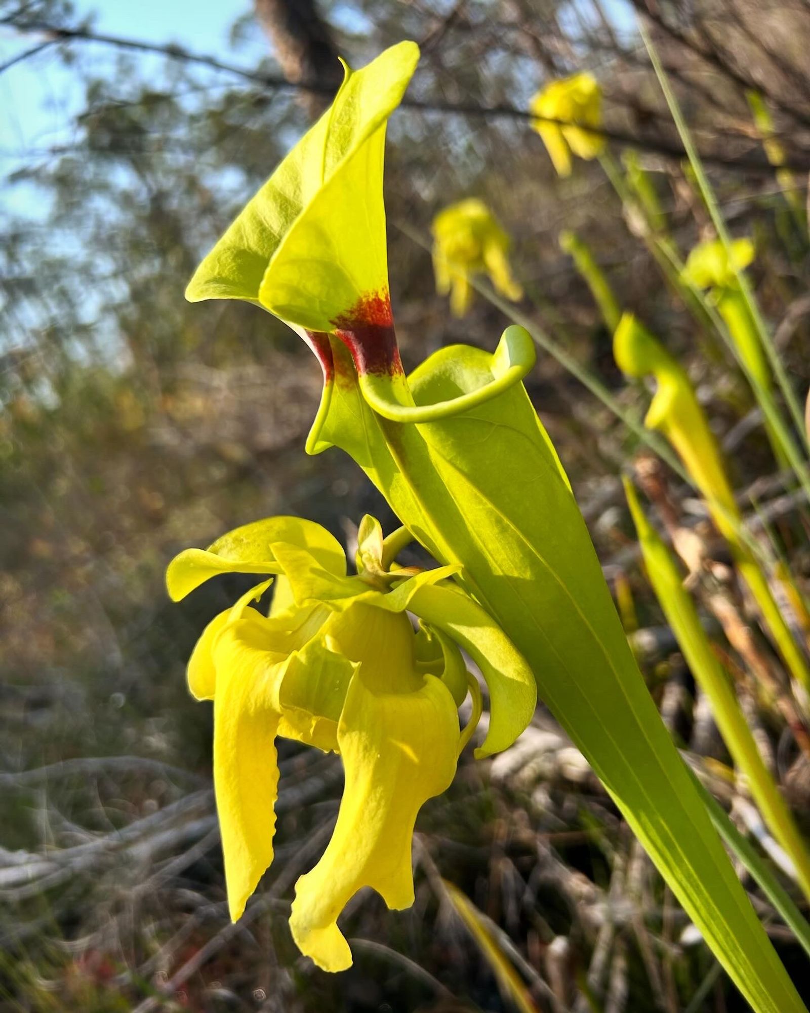 Sarracenia flava, the yellow pitcherplant. Mature pitcher and flower.