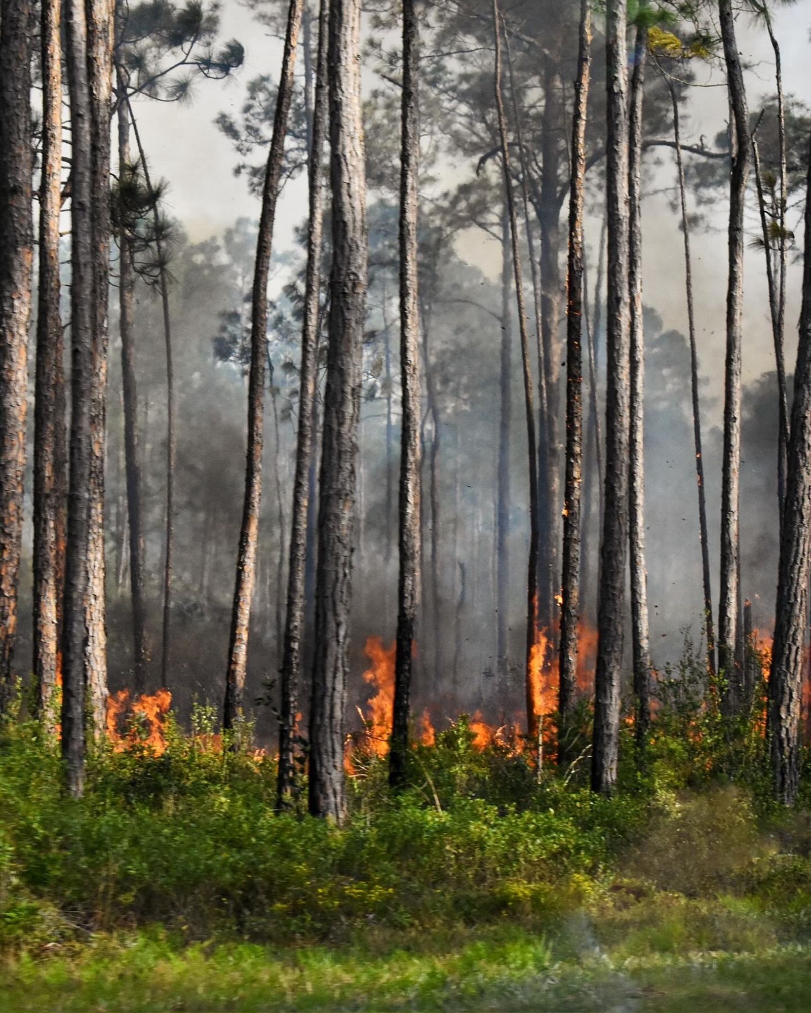 Controlled burn in pine flatwoods.