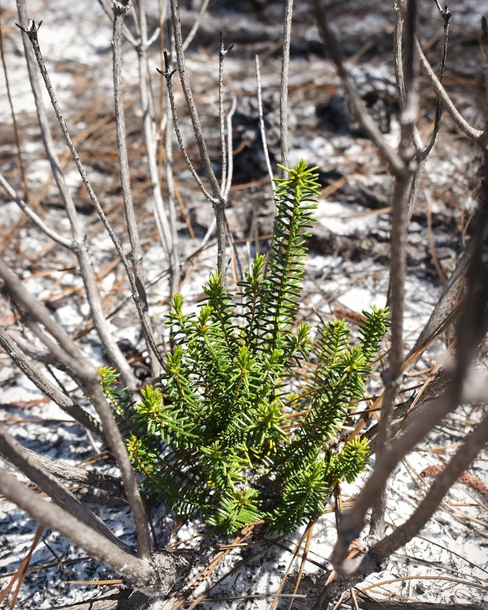 Ceratiola ericoides seedling.