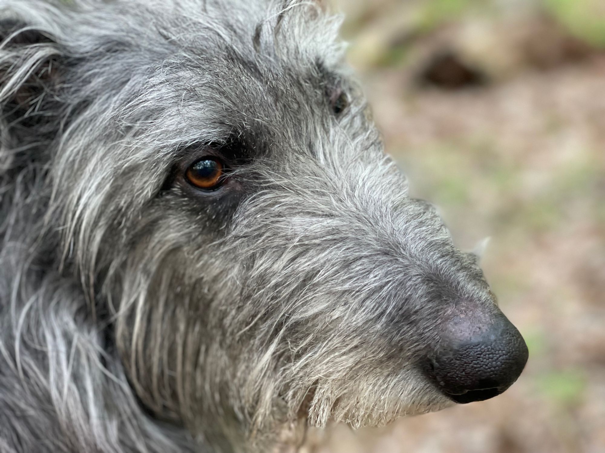 Scottish Deerhound face