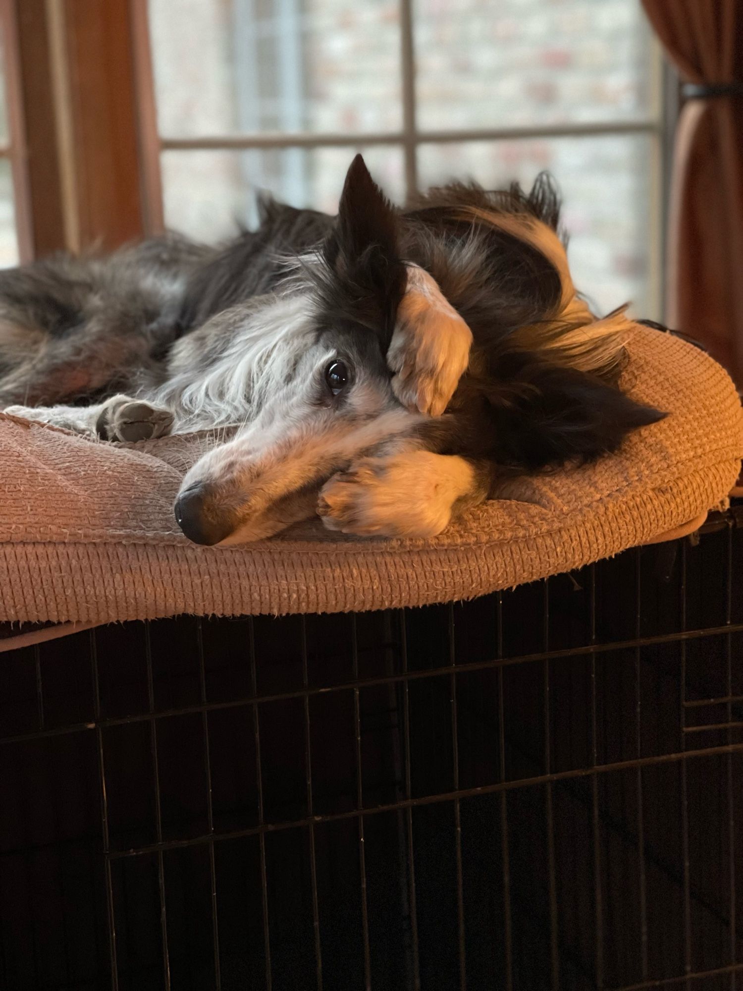 Brindle Silken Windhound looking extra-cute