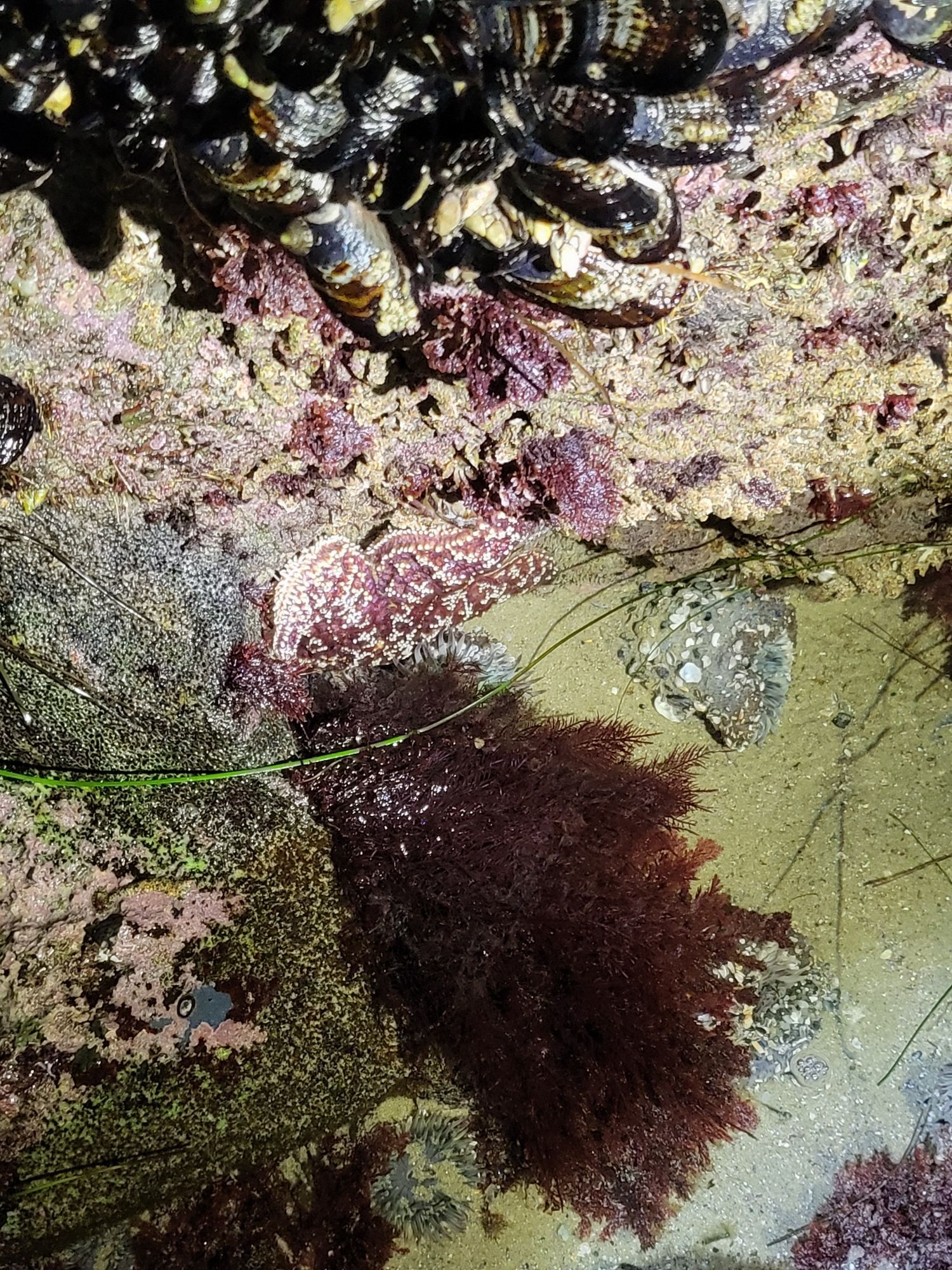 Purple Ochre Star in a tidepool surrounded by Starburst anenomes and california mussels