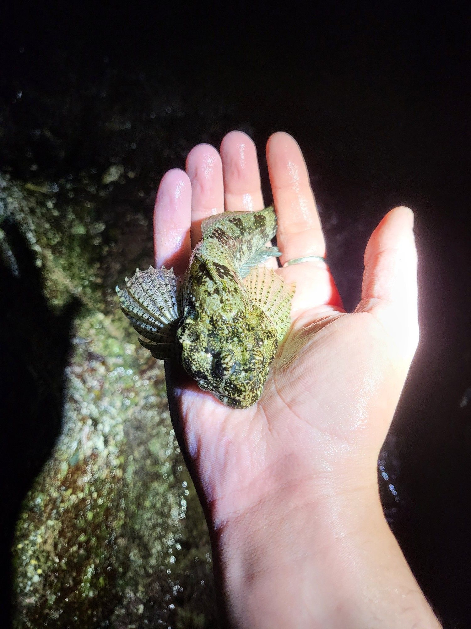 I should not have caught this guy(I didn't know till after) ; california sculpin also known as a Scorpionfish (i thought they were different) but luckily, it didn't break skin