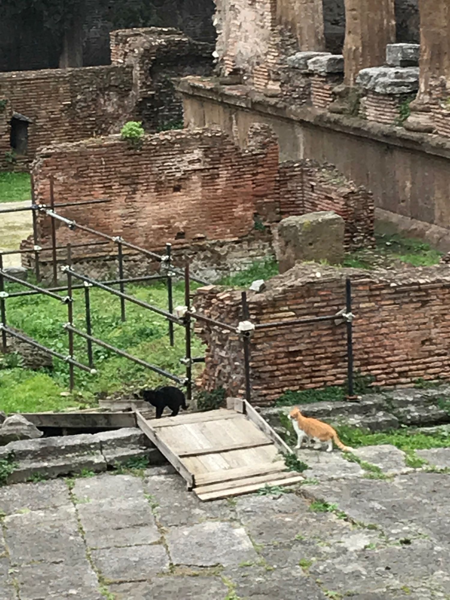 three pictures of cats wandering the ruins at largo di torre argentina in rome