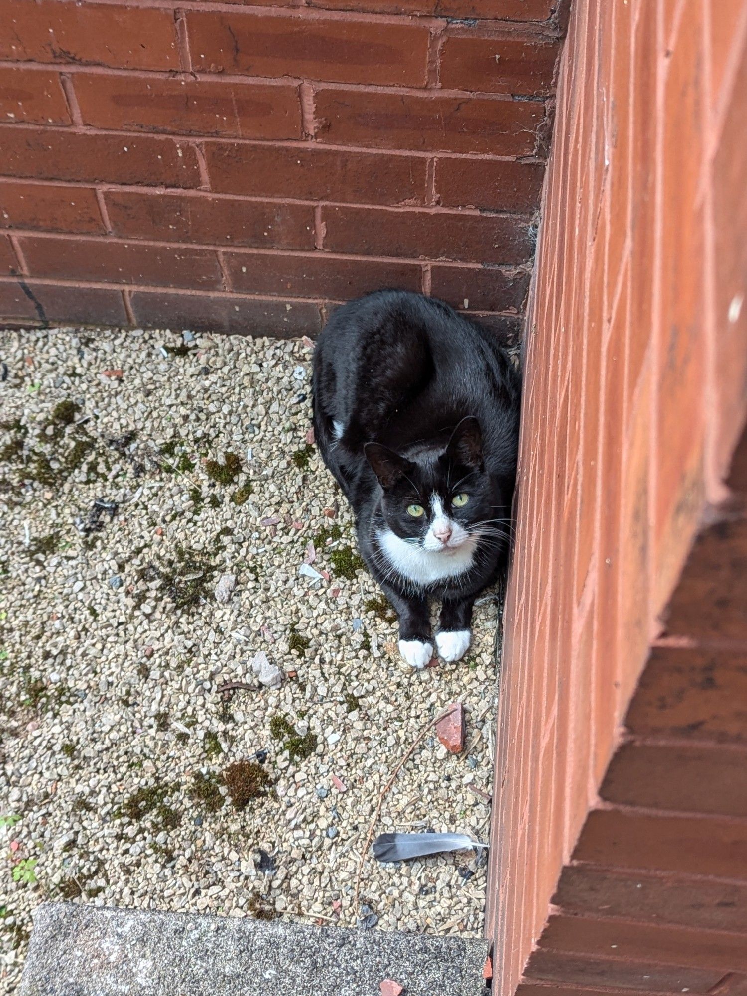 Black & white cat wedged in a corner in front of house