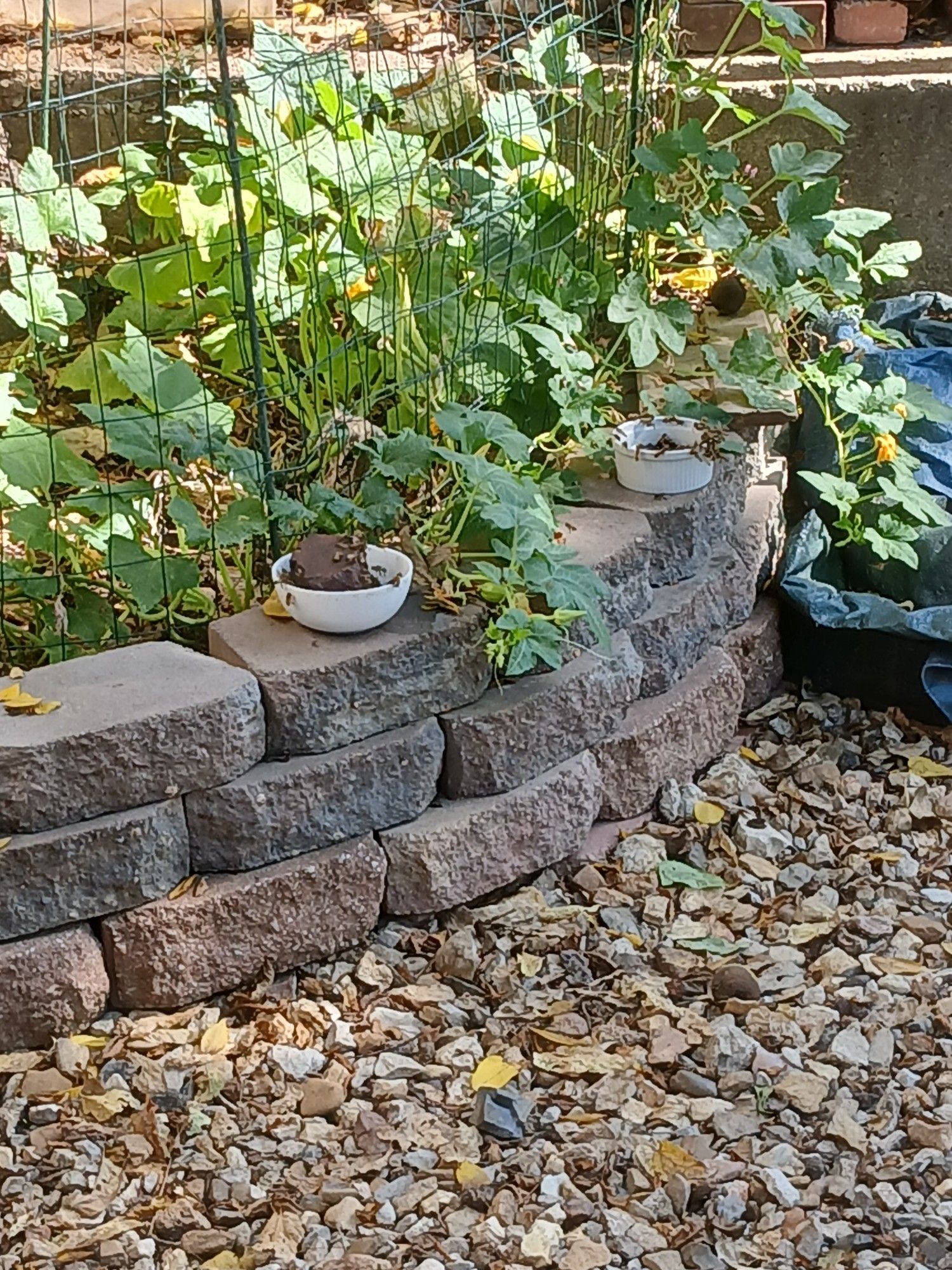 Image of the base of a tree where several squash plants grow in a raised retaining wall-style bed. Two white ceramic bowls are sitting on the retaining wall blocks, one with a broken brick portion sticking out so the bees stop drowning each other trying to find a foothold to get at the nectar. Some squash blossoms and baby squash are visible, happily pollinated from this influx of visitors