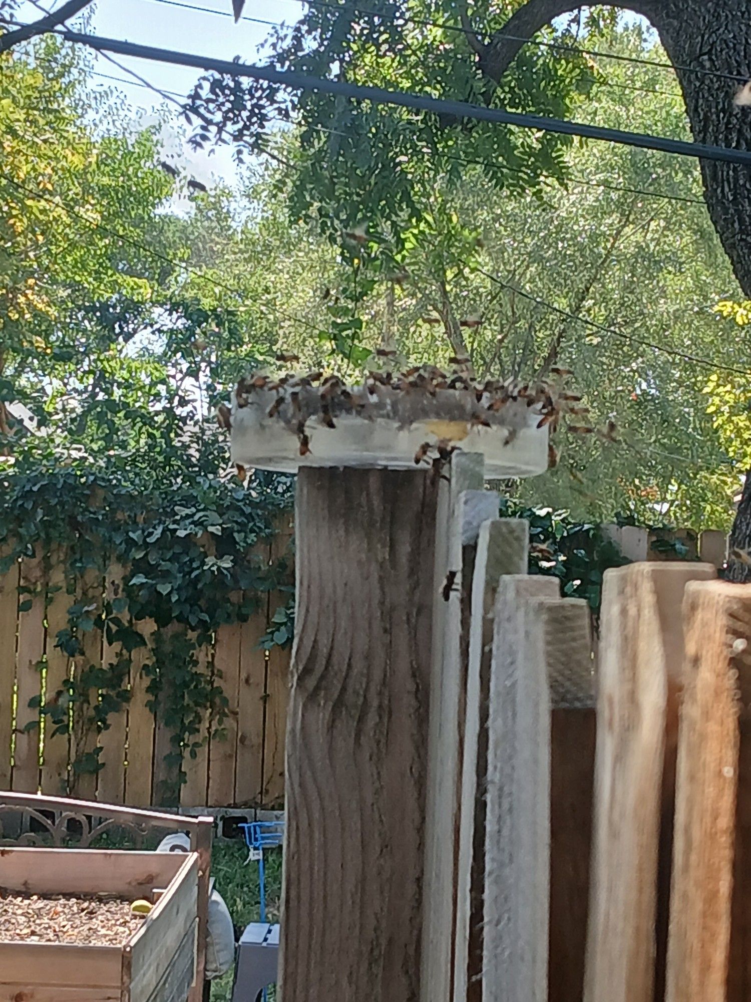 Image of large clear bowl-disc with sugar water suspended on the top of a fencepost, swarmed by honeybees and a few yellowjackets