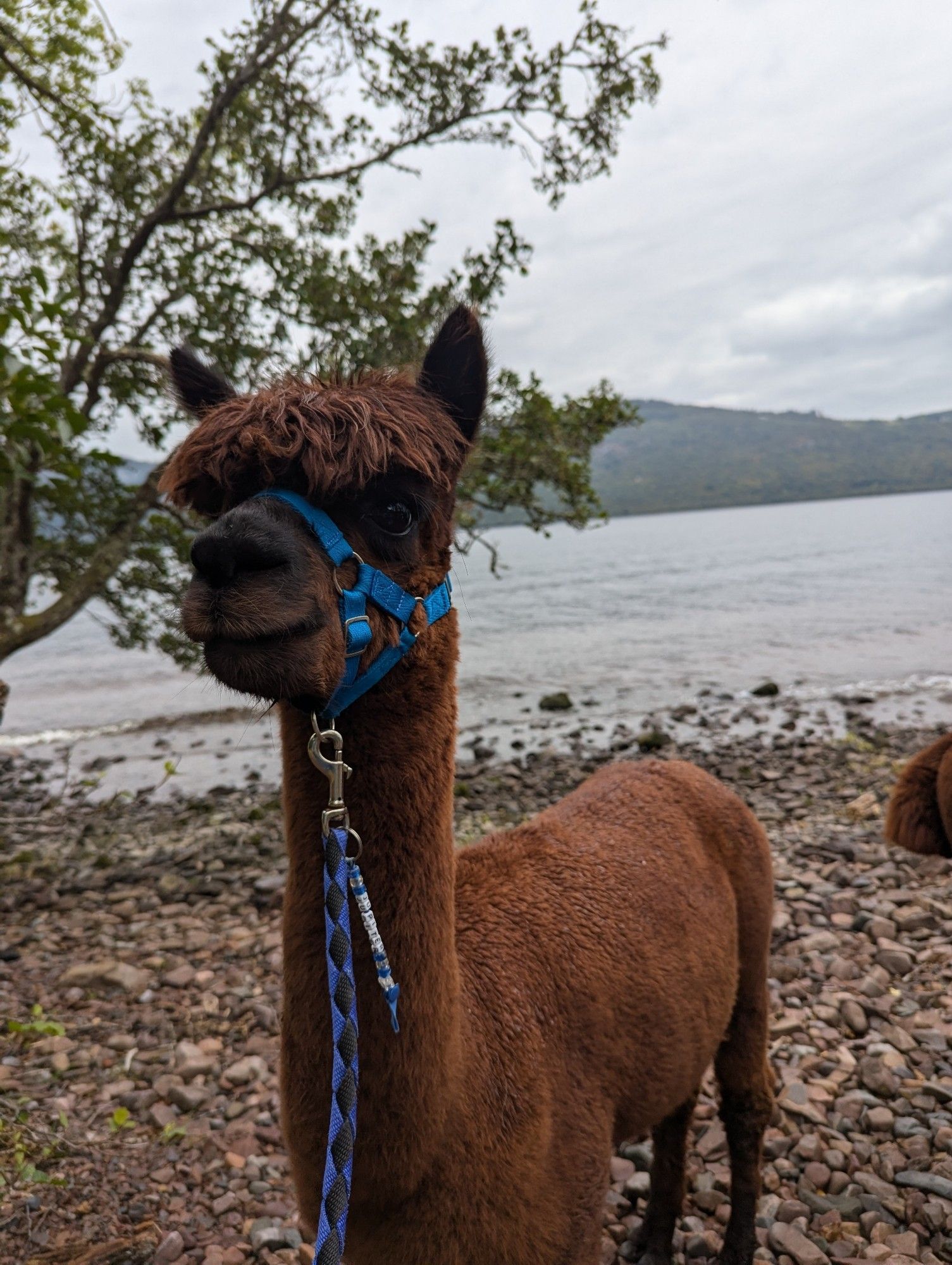 A brown alpaca wearing blue rains posing in front of the waterside of Loch Ness.