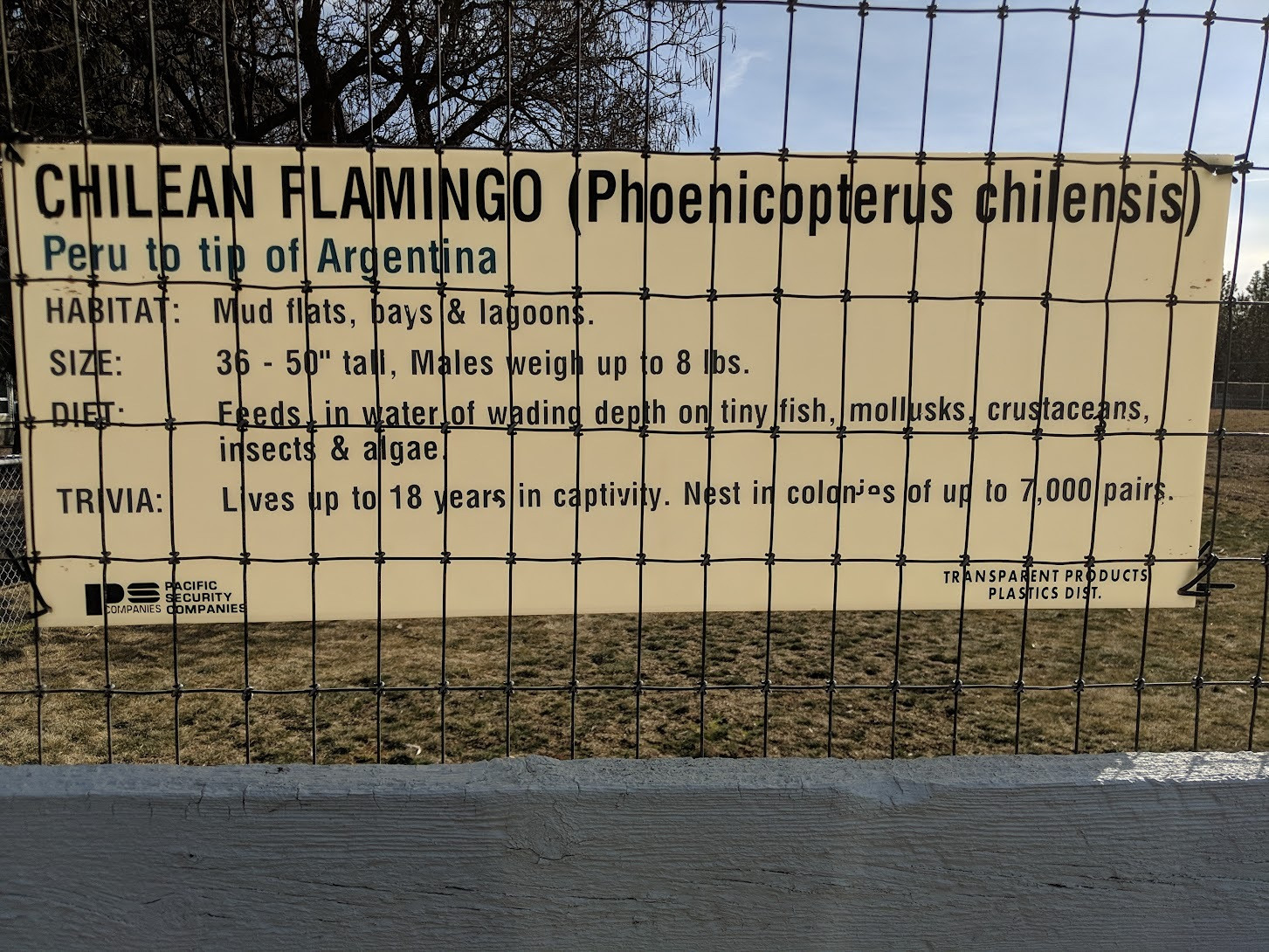 A sign on a wire fence. It displays various facts about flamingos.