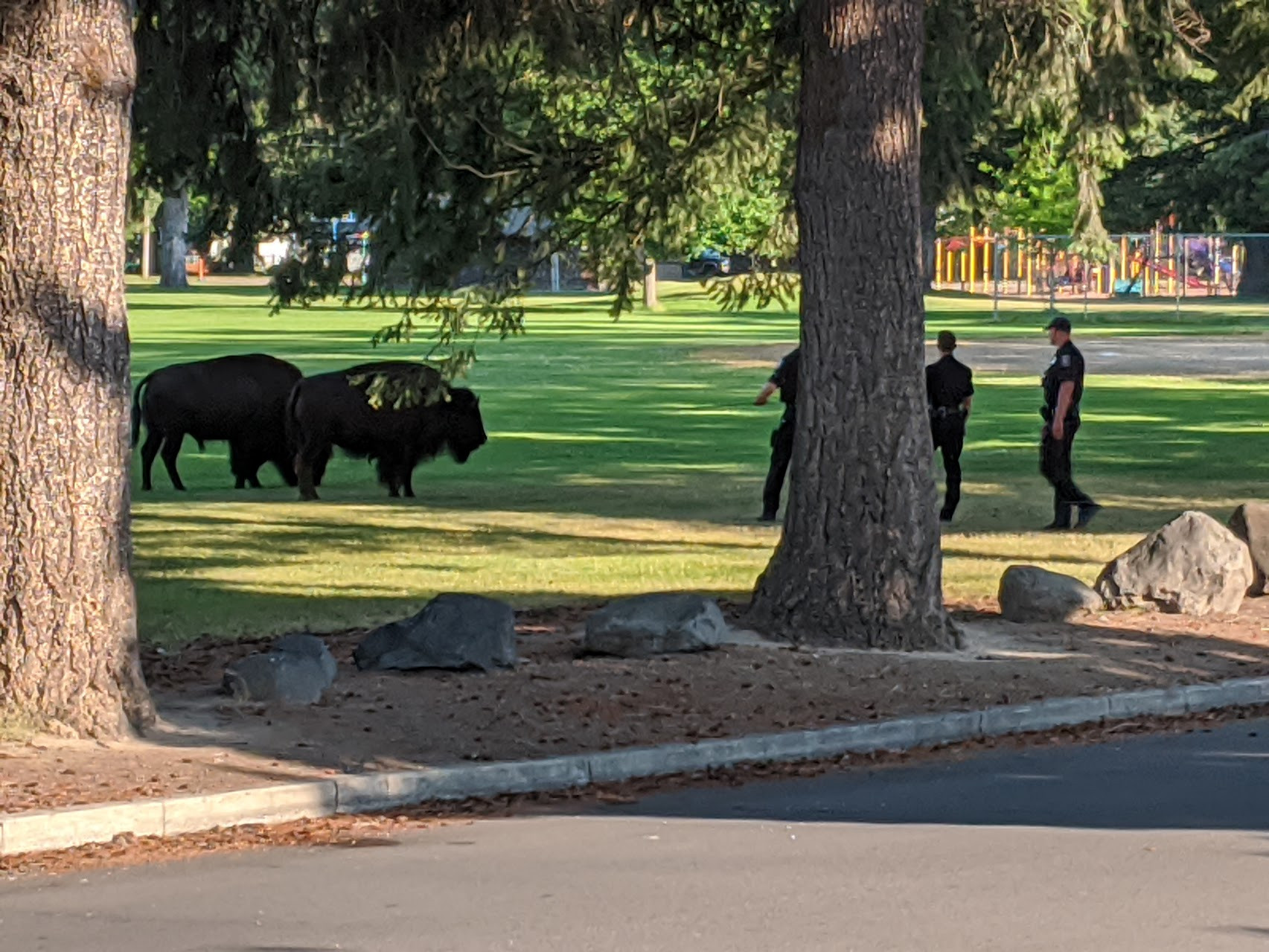 Two bison in a park. There are few police officers about 20' from the bison wondering what to do.