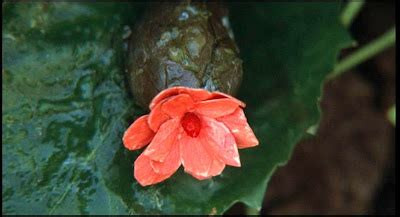 Small orange flower with delicate veins, sprouting from its leathery green pod at the start of the 1978 film INVASION OF THE BODY SNATCHERS