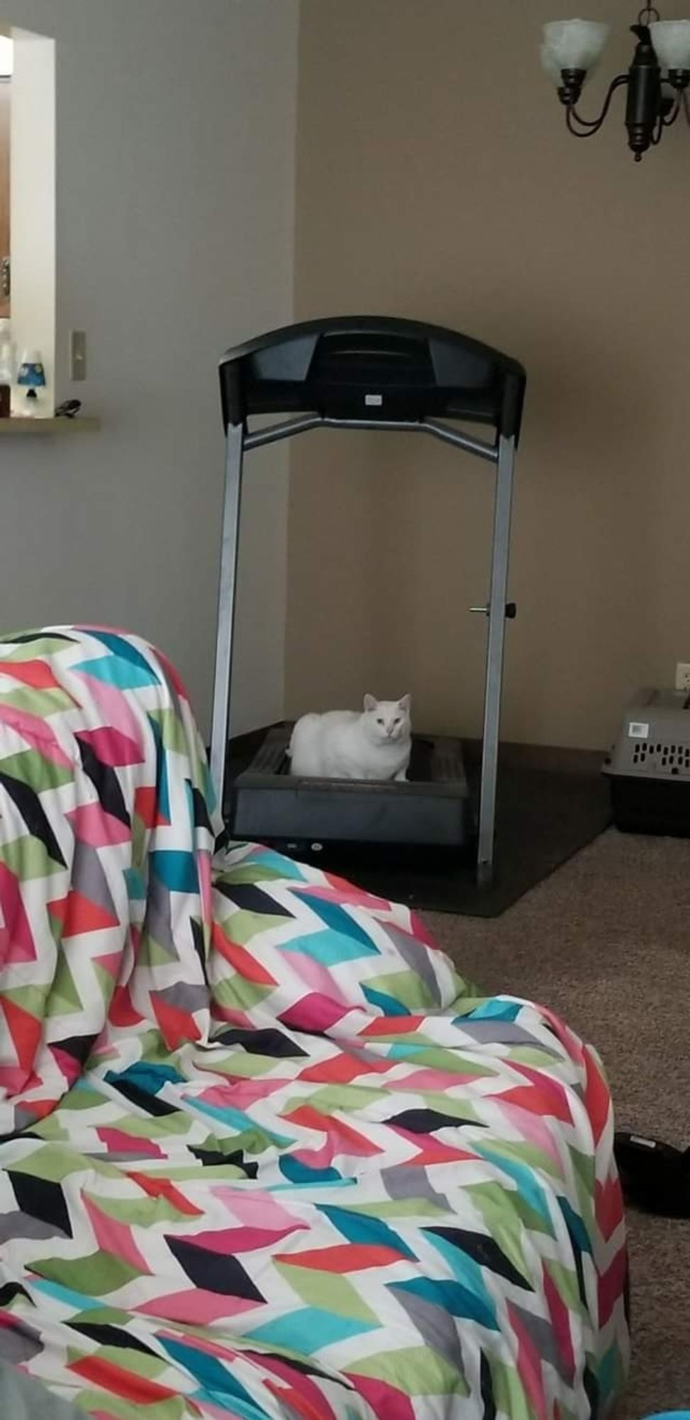 White chonk cat laying on a black treadmill est~ 2018. (David) Buoy was 28lbs at the time we adopted him. He had a blue and a green eye, and sadly passed away from liver cancer in 2022.