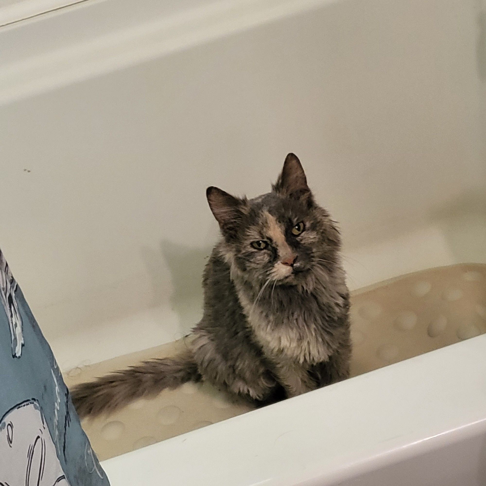 The final photo of 13yr old cat Musette (tortoiseshell - brown and creamy colored) sitting in a cream bathtub before leaving the house one last time