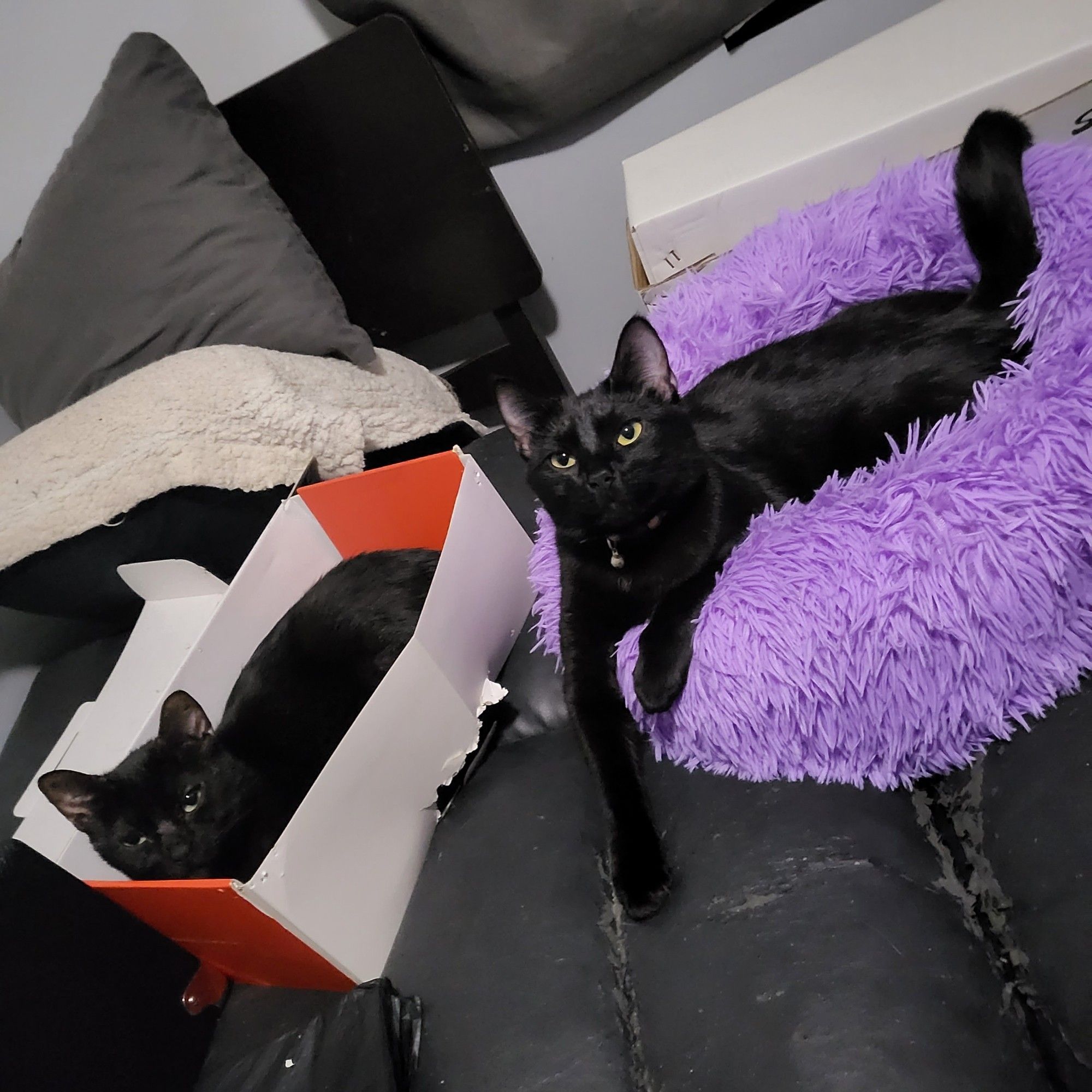 Two Black Cats on a black futon during naptime. Moira (left) in a shoebox, Scout (right) in Moira's purple donut bed.