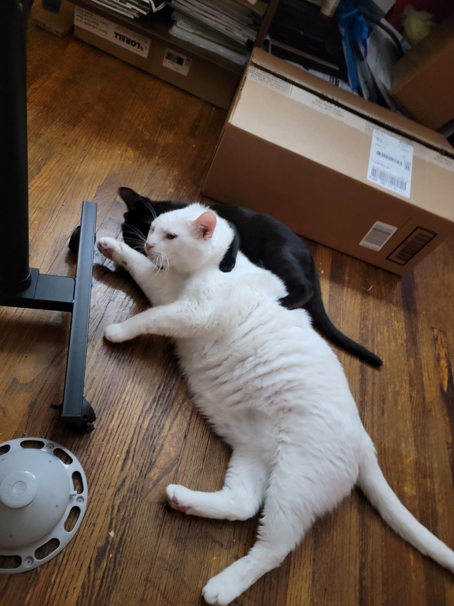 Buoy (large white cat) being accosted by a baby Moira (small black cat). They were BFFs and it was love at first sight when she met him as a kitten. Both laying on hardwood floor while she's aggressively bathing his ears.