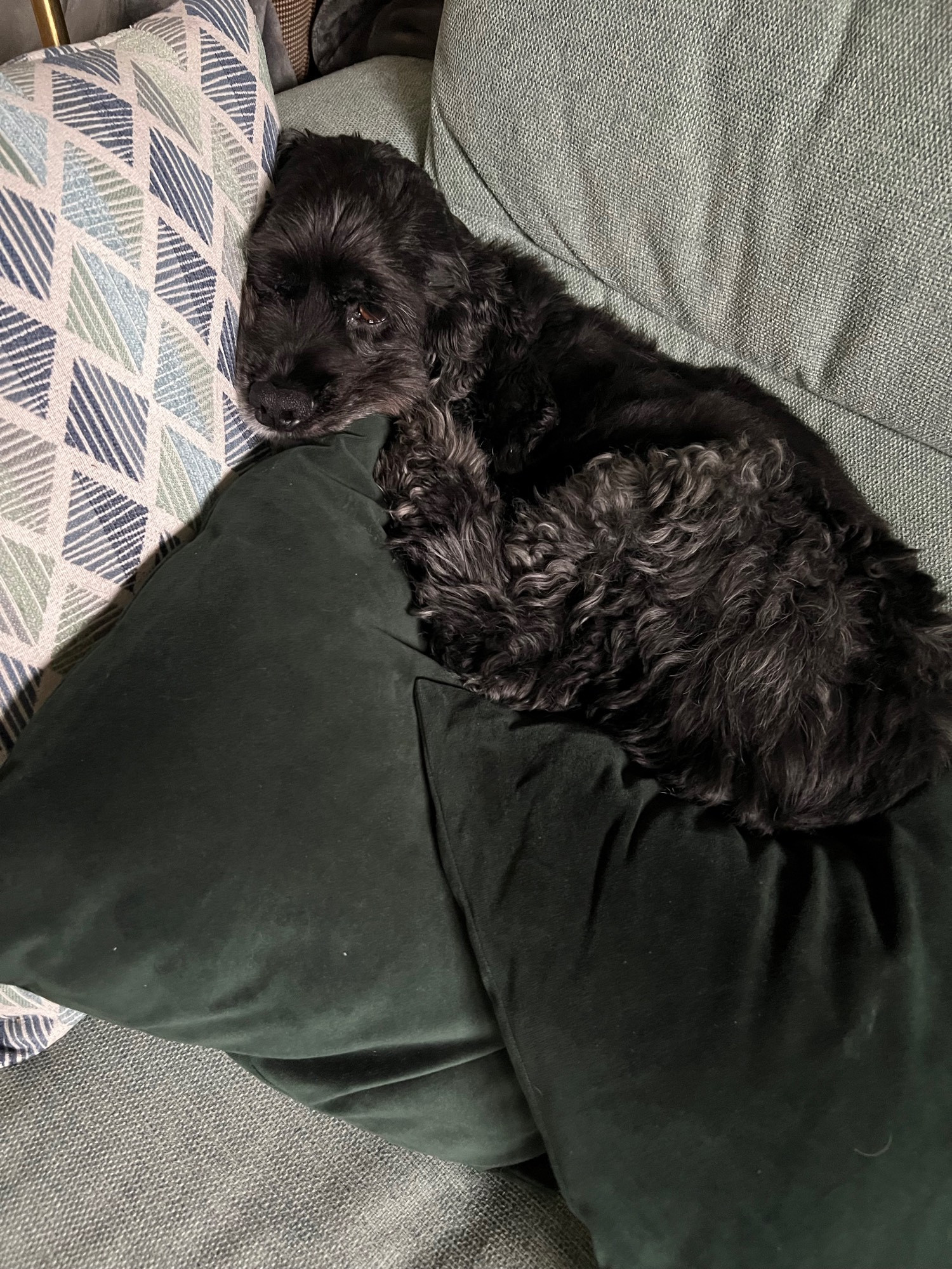 An adult cockerspaniel laying across 3 throw pillows, looking sad because he’s a cockerspaniel.