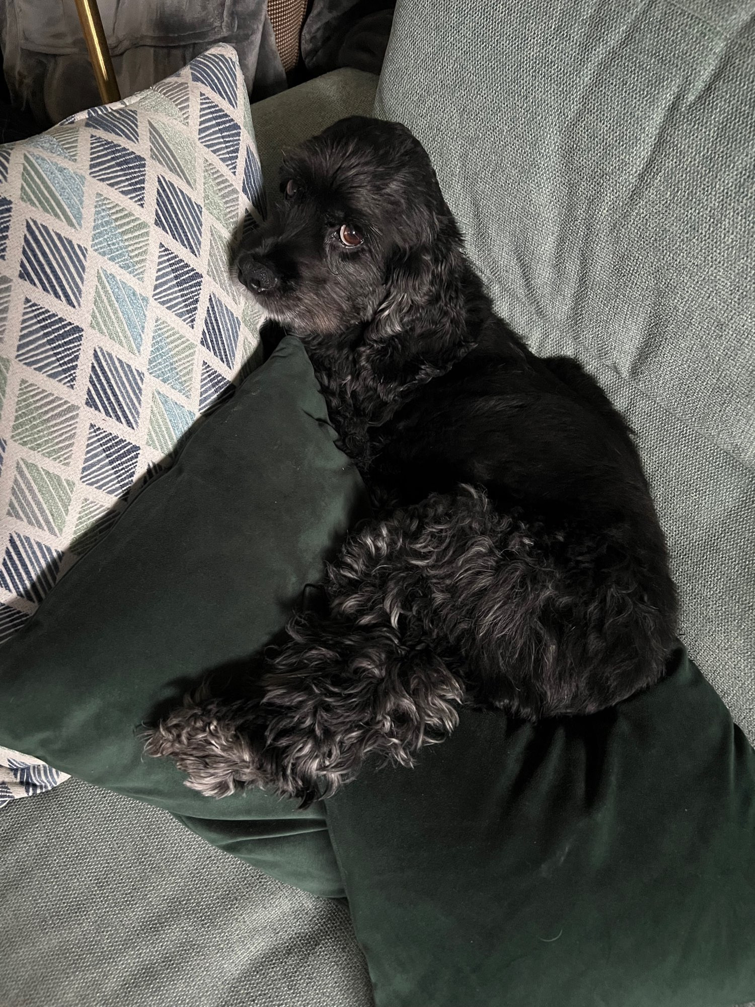 An adult cockerspaniel laying across 3 throw pillows, looking concerned because he’s a cockerspaniel.