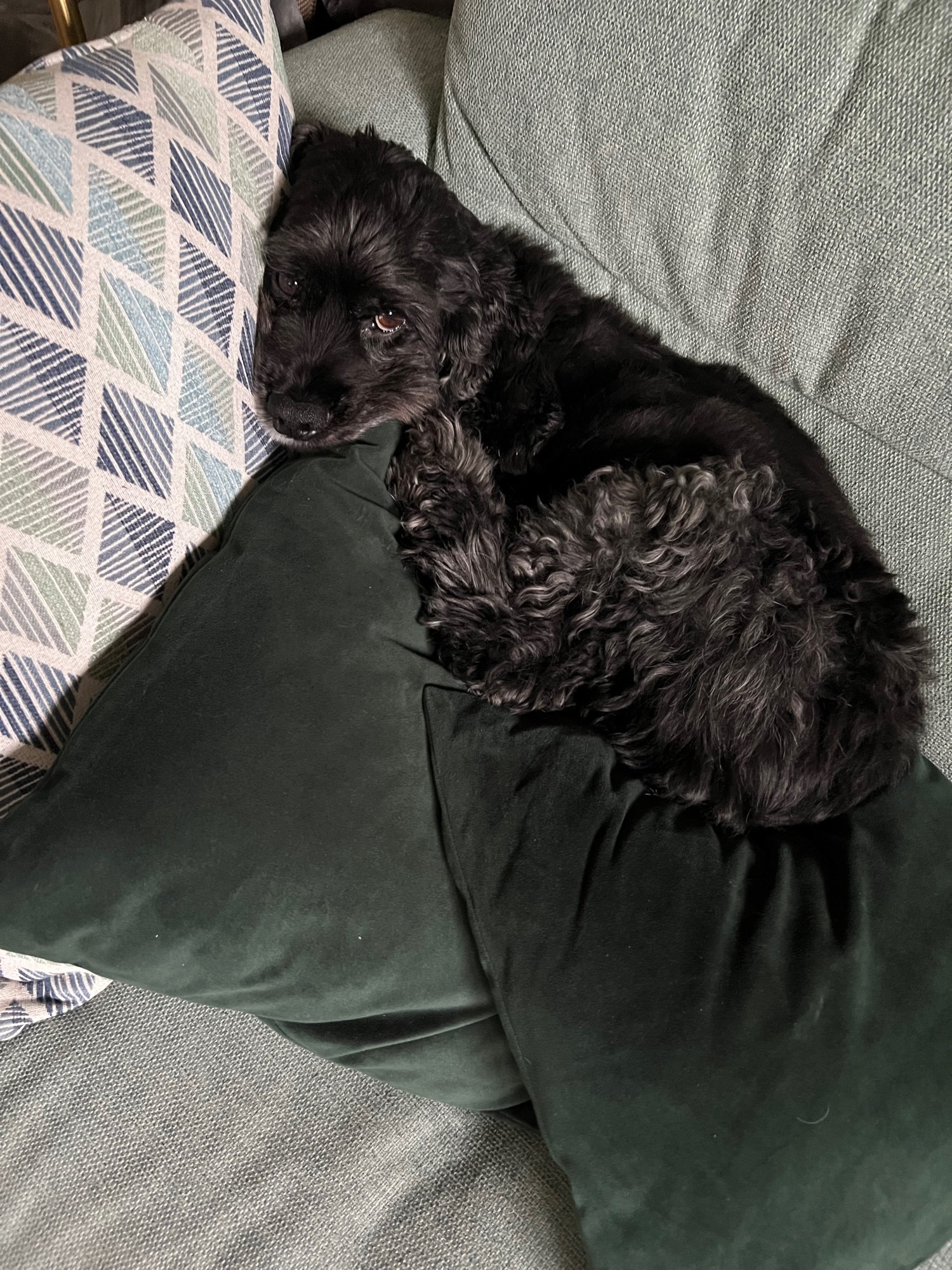 An adult cockerspaniel laying across 3 throw pillows looking up at the camera, giving puppy dog eyes