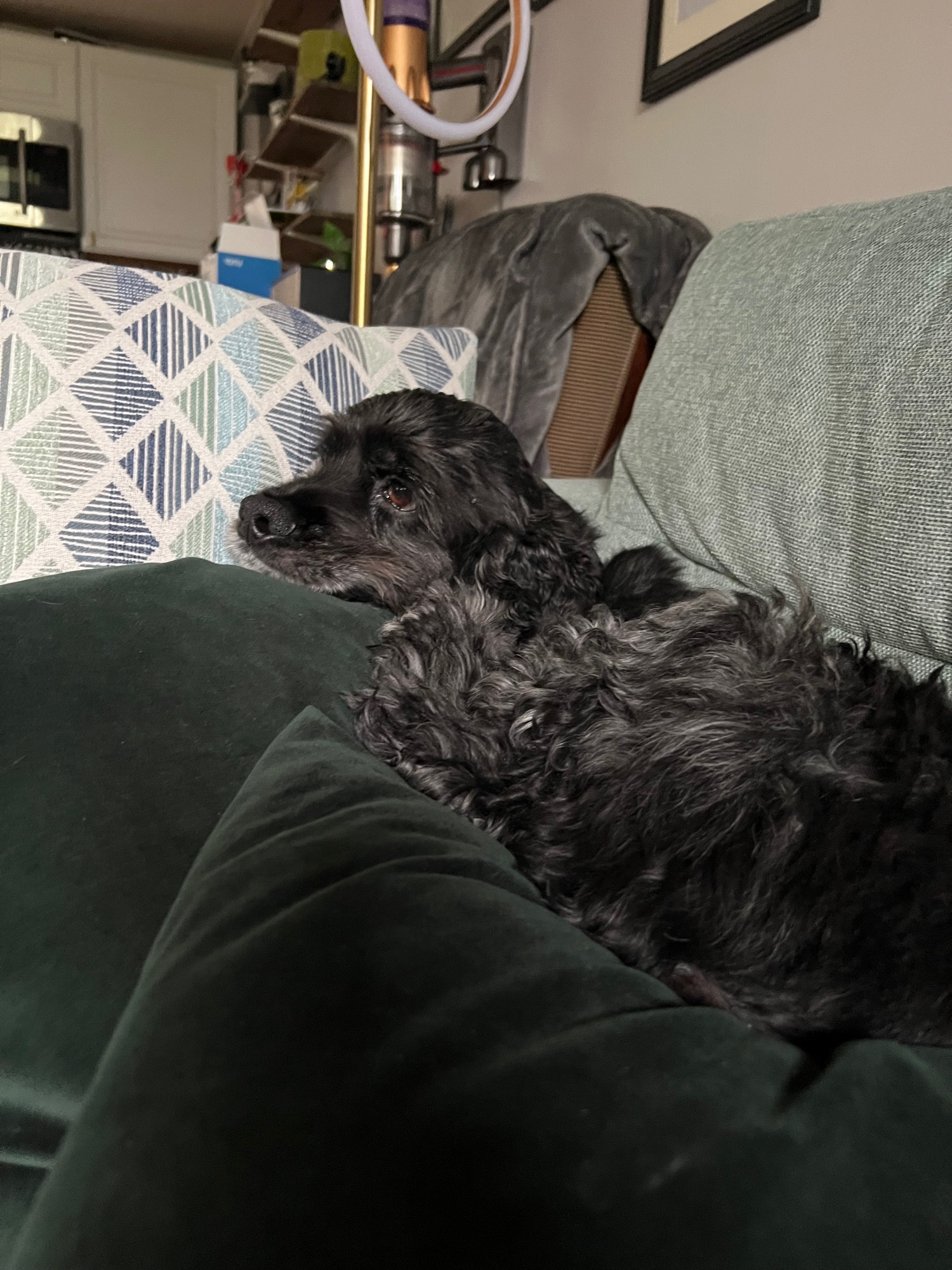 An adult cockerspaniel laying across 3 throw pillows, looking content because he’s a cockerspaniel.